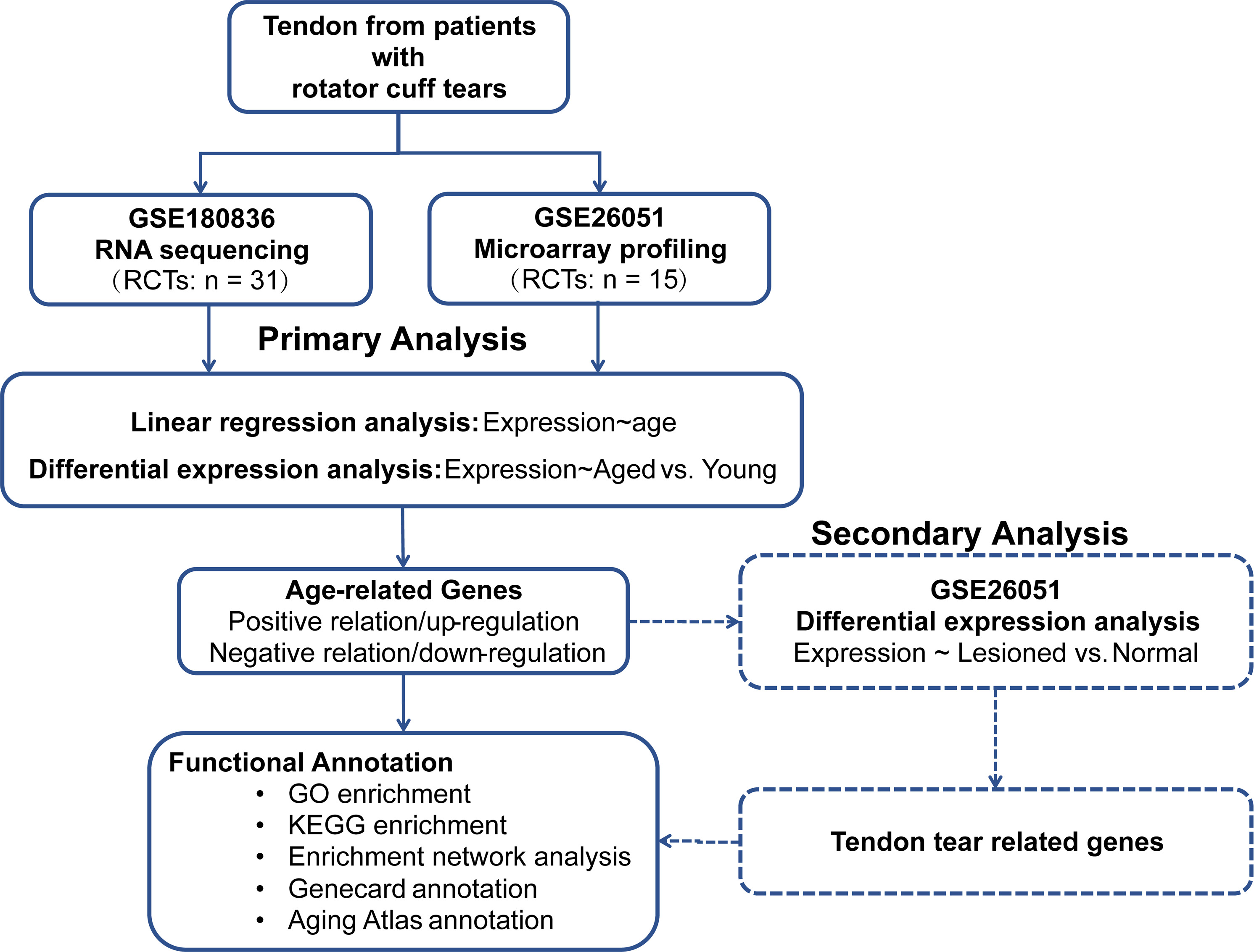 Fig. 1 
            Flowchart of study design. GO, Gene Ontology; KEGG; Kyoto Encyclopedia of Genes and Genomes; RCT, rotator cuff tear.
          