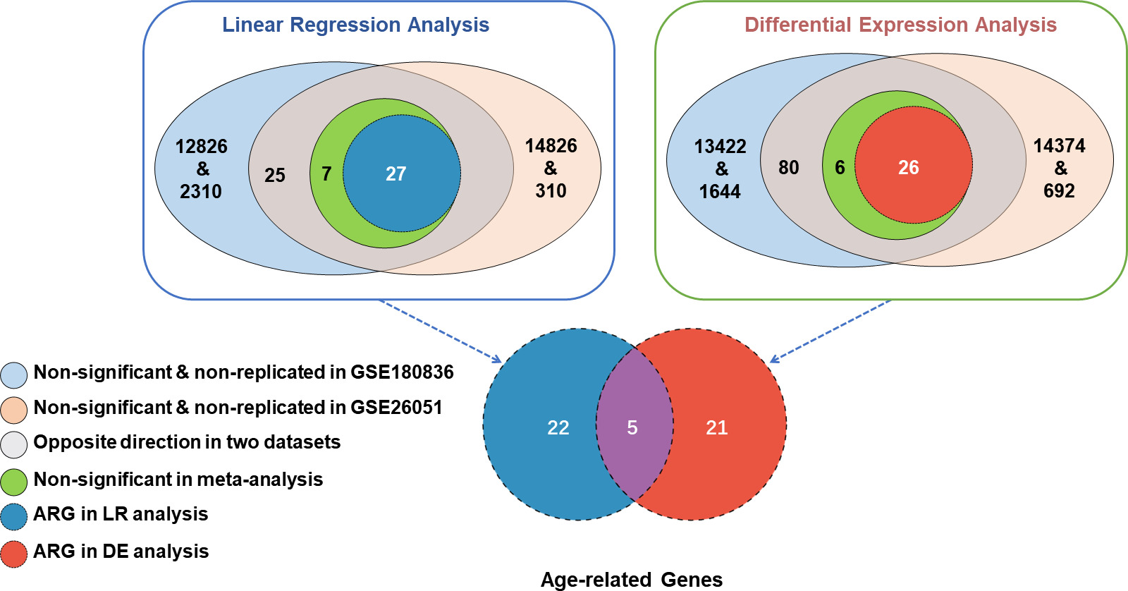 Fig. 3 
            Venn diagrams of age-related genes. Venn diagram inside the blue box (left) showed the association results of linear regression (LR) analysis, and the other in the green box (right) for results of differential expression (DE) analysis. Gene counts were represented within each piece of the intersections. The numbers in the outermost circle represent the quantities of non-significant and non-replicated genes. Intersections in grey represent the gene sets beyond threshold of significance in both datasets, but with opposite trends of association. Intersections in green represent candidate genes that failed to meet the adjusted significance threshold. The blue and red intersections inside each diagram represent the age-related genes (ARGs) passing the adjusted significance thresholds. The Venn diagram below indicates a total of 49 ARGs found in the present study, five of which were significant in both analysis methods.
          