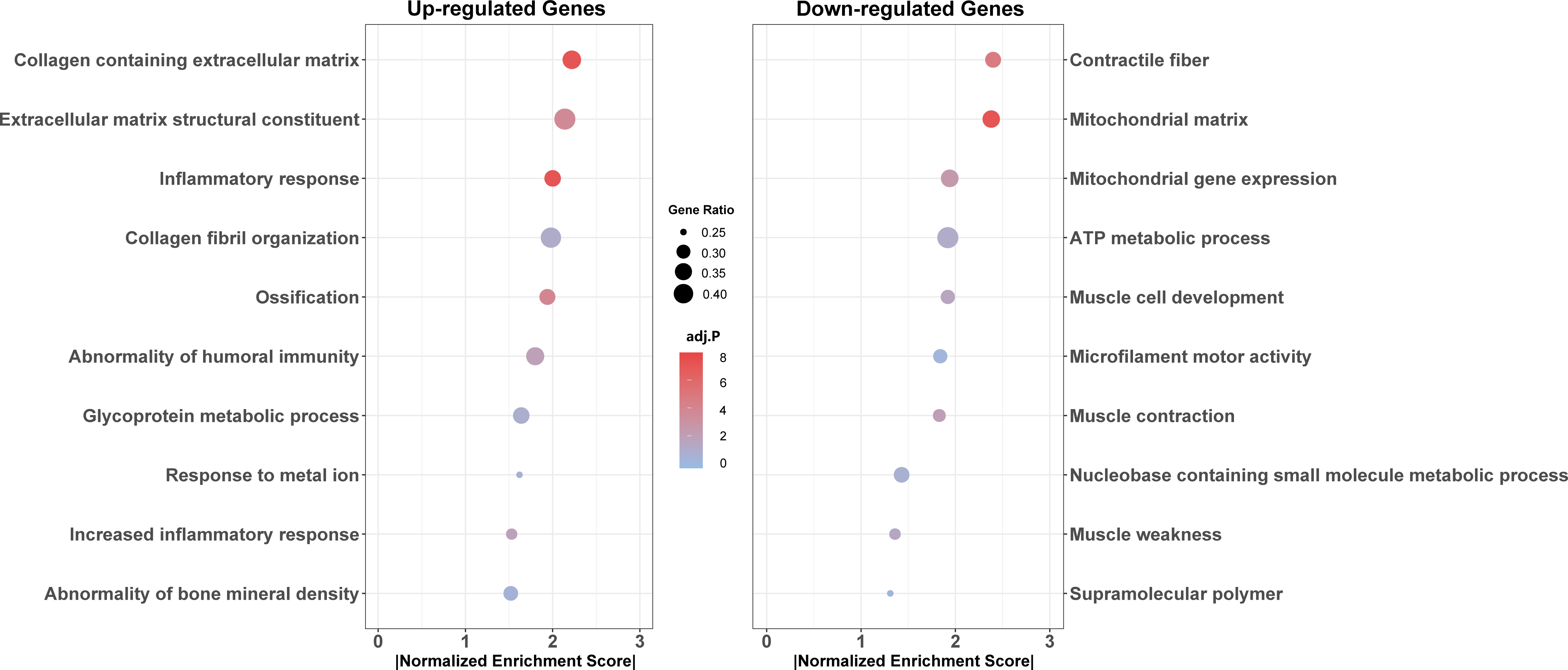 Fig. 4 
            Bubble plots of the gene set enrichment analysis (GSEA) enrichment terms for age-related genes. Each bubble represents an enriched term, ranked by the absolute value of the normalized enrichment score (|NES|) across categories including molecular function, cellular component, biological function, and human phenotype. The colour of each bubble indicates its adjusted p-value (permutation test), and the size reflects the gene ratio (hit gene count/total gene count) within that term. Terms associated with upregulated genes are displayed on the left, while those related to downregulated genes are shown on the right. ATP, adenosine triphosphate.
          