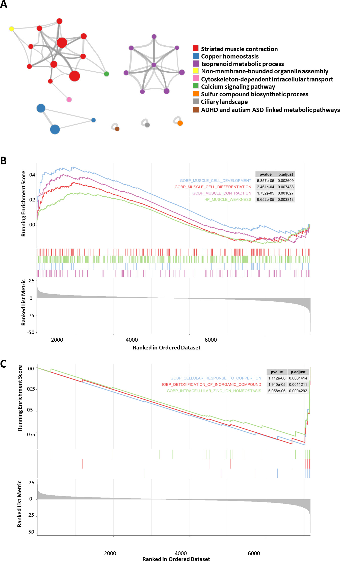 Fig. 5 
            Enrichment network of age-related genes. a) The enrichment network displays nine hub clusters represented in different colours, whose nodes were the enriched terms of age-related genes with p < 0.01 (permutation test), gene count > 2, and enrichment factors > 1.5. The size of each node indicates the hit gene count in the enriched term. The edges represent the similarity between the enriched terms measured by Kappa scores. The width of the grey line indicates the strength of the similarity. The nine clusters were annotated by the top terms of enrichment scores in each cluster. b) The enrichment terms involved in muscle cell development. In the upper part of the graph, the overall trends of the curves are upward, with the peaks of the enrichment scores located in the upper-left corner, indicating a positive normalized enrichment score (NES). This suggests that the majority of the core genes are positioned before the peak. In this study, most core genes on these pathways are downregulated, including the age-related genes myosin heavy chain 3(MYH3) and synaptophysin like 2 (SYPL2). The vertical lines in the middle represent the position of each gene in this pathway. The lower part of the graph illustrates the distribution of input genes in the background gene list. c) Enrichment terms involved in metal ion homeostasis. In the upper part of the graph, the overall trends of the curves are downward, with the peaks of the enrichment scores located in the lower-right corner, indicating a negative NES. This suggests that the majority of core genes are positioned before the peak. In this study, most core genes on this pathway are upregulated, including the age-related genes metallothionein 1X (MT1X) and metallothionein 1E (MT1E). The vertical lines in the middle represent the position of each gene in this pathway. The lower part of the graph illustrates the distribution of input genes in the background gene list. ADHD, attention deficit hyperactivity disorder; ASD, autism spectrum disorder.
          