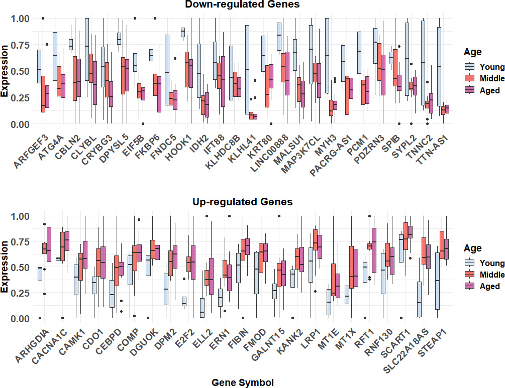 Fig. 6 
            Box plots of lesion-related gene expressions in different age groups. The normalized expression distributions of 49 differentially expressioned genes (DEGs) of lesion tendon are presented with their expression variations in different age groups in the GSE180836 dataset.
          