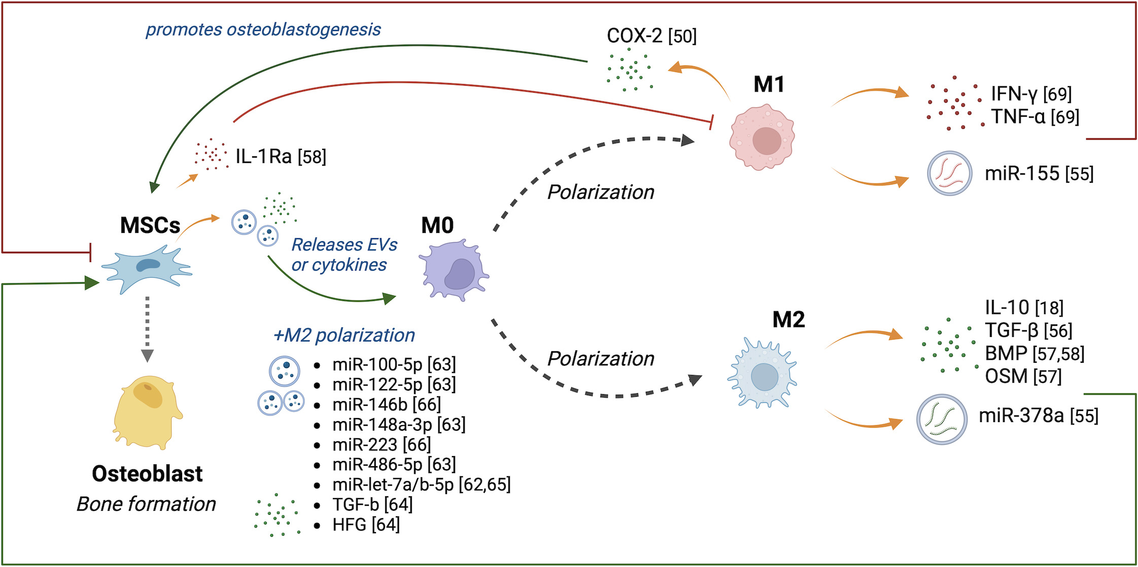 Fig. 1 
            Crosstalk between mesenchymal stem cells (MSCs) and macrophages. MSCs promote macrophage polarization into the anti-inflammatory M2 phenotype by the cytokines and extracellular vesicles (EVs) described. The cytokine interleukin-1 receptor antagonist (IL-1Ra) from MSCs inhibits polarization of macrophages into the pro-inflammatory M1 phenotype. Cytokines and EVs secreted by M2 macrophages promote osteogenesis of MSCs, while cytokines and EVs secreted by M1 macrophages inhibit MSC osteogenesis. BMP, bone morphogenic protein; COX-2, cyclooxygenase-2; HFG, hepatocyte growth factor; IFN-γ, interferon-gamma; miR, microRNA; OSM, oncostatin M; TGF-β, transforming growth factor beta; TNF-α, tumour necrosis factor-alpha.
          