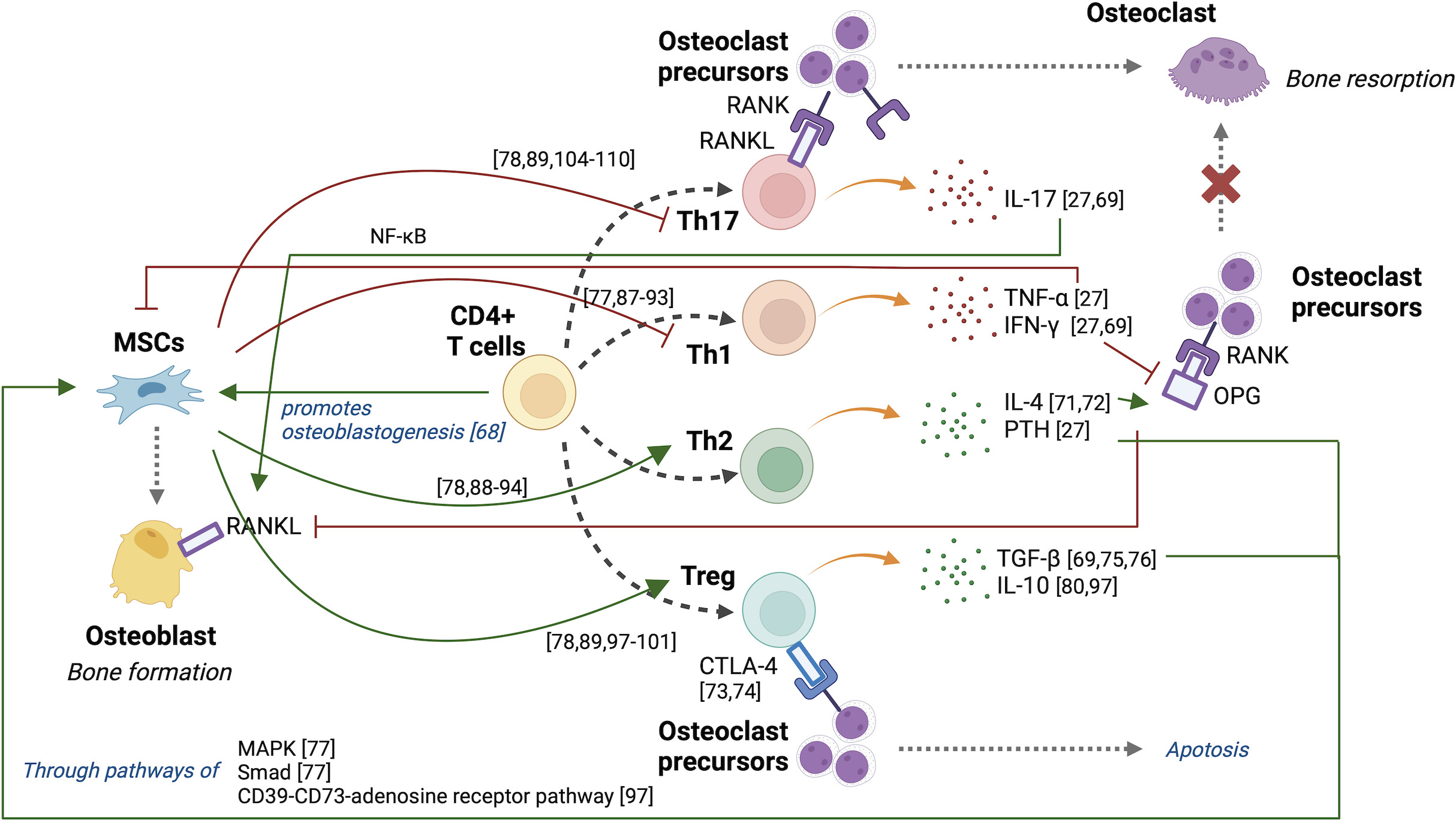 Fig. 2 
            Crosstalk between mesenchymal stem cells (MSCs) and T cells. MSCs promote differentiation of CD4+ T cells into anti-inflammatory Th2 and regulatory T (Treg) cells, and inhibit differentiation of CD4+ T cells into inflammatory Th1 and Th17 cells. Th2 and Treg cells promote osteogenesis of MSCs, while Th1 cells inhibits MSC osteogenesis. Treg cells induce apoptosis of osteoclast precursors, while Th17 cells promote osteoclastogenesis by receptor activator of nuclear factor-kappa B ligand (RANKL) and cytokines. Th2 cytokines increase osteoprotegerin (OPG) and inhibit differentiation into osteoclasts, while Th1 cytokines decrease OPG and promote differentiation into osteoclasts. CTLA-4, cytotoxic T-lymphocyte associated protein 4; IFN-γ, interferon-gamma; MAPK, mitogen-activated protein kinase; NF-κB, nuclear factor-kappa B; PTH, parathyroid hormone; TGF-β, transforming growth factor beta; Th, T helper; TNF-α, tumour necrosis factor-alpha.
          