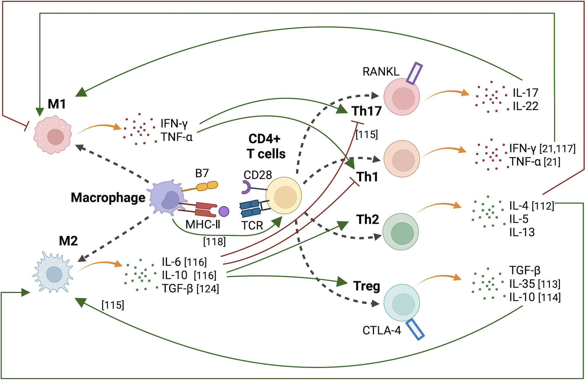 Fig. 3 
            Crosstalk between macrophages and T cells. Macrophages activate CD4+ T cells; M1 macrophages promote differentiation of CD4+ T cells into inflammatory Th1 and Th17 cells. Th1 and Th17 cells promote polarization of macrophages into M1 macrophages. M2 macrophages inhibit the differentiation of CD4+ T cells into inflammatory Th1 and Th17 cells, and promote the differentiation of CD4+ T cells into anti-inflammatory Th2 and regulatory T (Treg) cells. Th2 and Treg cells promote the polarization of macrophages into M2 macrophages. CTLA-4, cytotoxic T-lymphocyte associated protein 4; IFN-γ, interferon-gamma; MHC, major histocompatibility complex; RANKL, receptor activator of nuclear factor-kappa B ligand; TCR, T cell receptor; TGF-β, transforming growth factor beta; Th, T helper; TNF-α, tumour necrosis factor-alpha.
          