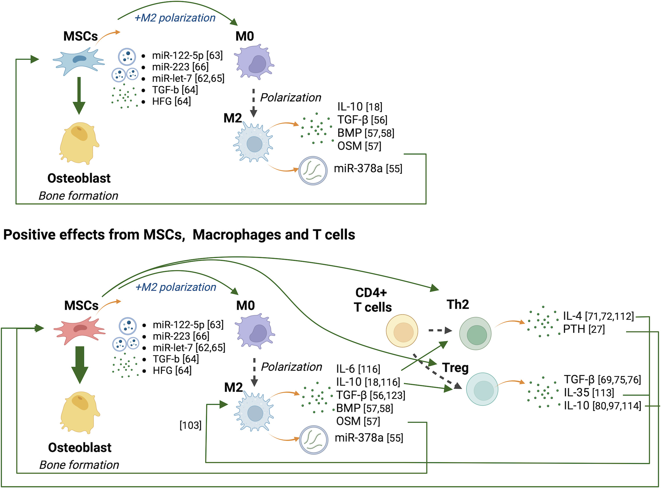 Fig. 4 
            Upper panel: positive effects from the interactions between MSCs and macrophages. MSCs differentiate M0 into M2, and anti-inflammatory M2 macrophages promote osteogenesis of MSCs. Lower panel: positive effects from MSCs, macrophages, and CD4+ T cells. MSCs polarize M0 into M2 macrophages. MSCs and M2 macrophages differentiate CD4+ T cells into anti-inflammatory T helper (Th2) and regulatory T (Treg) cells. Th2 and Treg cells polarize M0 into M2 macrophages. M2 macrophages, Th2 cells, and Treg cells promote MSC osteogenesis. BMP, bone morphogenic protein; HFG, hepatocyte growth factor; miR, microRNA; MSCs, mesenchymal stem cells; M0, naïve macrophages; OSM, oncostatin M; PTH, parathyroid hormone; TGF-β, transforming growth factor beta.
          