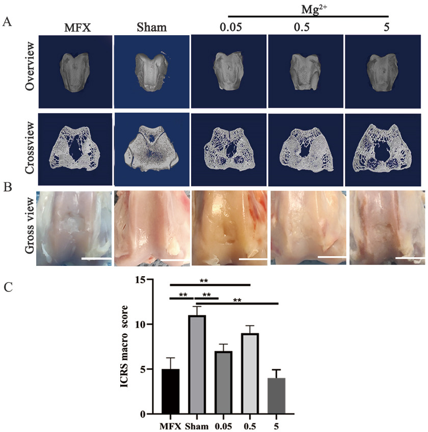 Fig. 1 
          Micro-CT and gross observation at six weeks after microfracture (MFX). a) Micro-CT showing the healing of subchondral bone. b) Gross image of osteochondral defect healing. c) International Cartilage Repair Society (ICRS) score. Asterisks indicate statistical significance (MFX vs Sham, p < 0.001; MFX vs 0.05, p = 0.193; MFX vs 0.5, p = 0.003; MFX vs 5, p = 0.848; Sham vs 0.05, p = 0.003; Sham vs 0.5, p = 0.194; Sham vs 5, p < 0.001. All p-values were calculated using independent one-way analysis of variance. *p < 0.05, **p < 0.01). Scale bar = 5 mm; n = 6 rabbits per group.
        