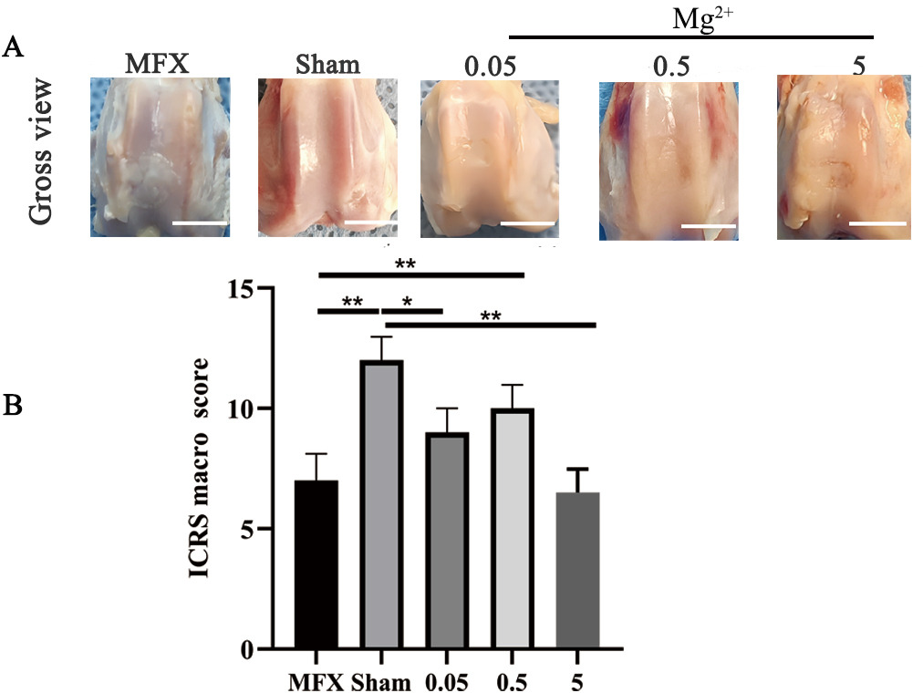 Fig. 5 
          Gross observation at 12 weeks after microfracture (MFX). a) Photographs of osteochondral defect healing and b) International Cartilage Repair Society (ICRS) scores. (MFX vs Sham, p < 0.001; MFX vs 0.05, p = 0.087; MFX vs 0.5, p = 0.004; MFX vs 5, p = 0.999; Sham vs 0.05, p = 0.032; Sham vs 0.5, p = 0.523; Sham vs 5, p < 0.001. All p-values were calculated using independent one-way analysis of variance. *p < 0.05, **p < 0.01). Scale bar = 5 mm; n = 6 rabbits per group.
        