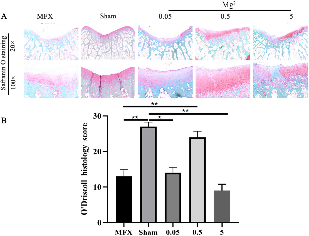 Fig. 7 
          Safranin O staining at 12 weeks after microfracture (MFX). a) Safranin O staining. b) O'Driscoll histology score. Asterisks indicate statistical significance (MFX vs Sham, p < 0.001; MFX vs 0.05, p = 0.989; MFX vs 0.5, p < 0.001; MFX vs 5, p = 0.097; Sham vs 0.05, p < 0.001; Sham vs 0.5, p = 0.309; Sham vs 5, p < 0.001. All p-values were calculated using independent one-way analysis of variance. *p < 0.05, **p < 0.01). Scale bar = 500 µm (20×); scale bar = 100 µm (100×); n = 6 rabbits per group. Each Safranin O staining photograph represents the results of one rabbit from each group.
        