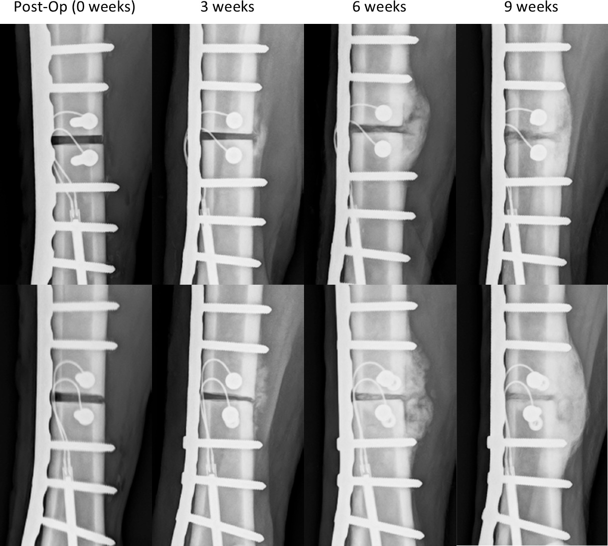 Fig. 3 
          Anteroposterior radiographs of two representative animals taken immediately postoperatively and at three, six, and nine weeks. Callus formation was laterally dominant in this medial plating model.
        