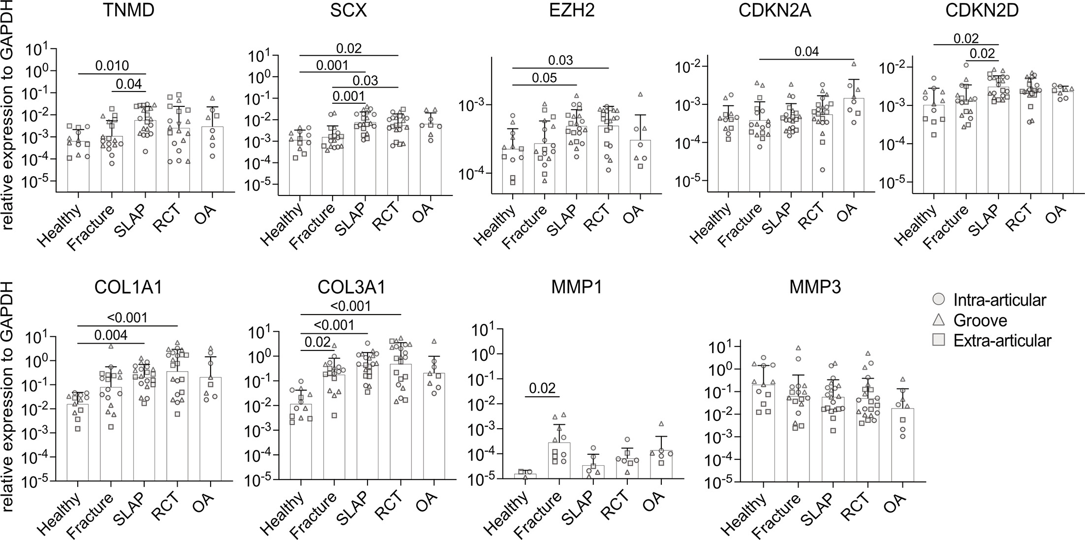 Fig. 2 
            Gene expression analysis of native tendon biopsies in the different regions (indicated by the symbols; 2 to 3 regions/donor, n = 4 to 7 donors/group) for tendon-specific anabolic (tenomodulin (TNMD), SCX, collagen type I alpha 1 chain (COL1A1), and COL3A1) and catabolic genes (matrix metalloproteinase (MMP)1 and MMP3), Enhancer of Zeste 2 (EZH2), as well as senescent markers CDKN2A and CDNK2D. Expression levels are relative to reference gene glyceraldehyde-3-phosphate dehydrogenase (GAPDH). Kruskal-Wallis testing was performed for overall comparison with post-hoc Dunn’s multiple comparison test. p-values are indicated if p ≤ 0.05. The bar graphs display geometrical means (geometrical SDs). OA, osteoarthritis; RCT, rotator cuff tear; SLAP, superior labrum anterior to posterior tear.
          