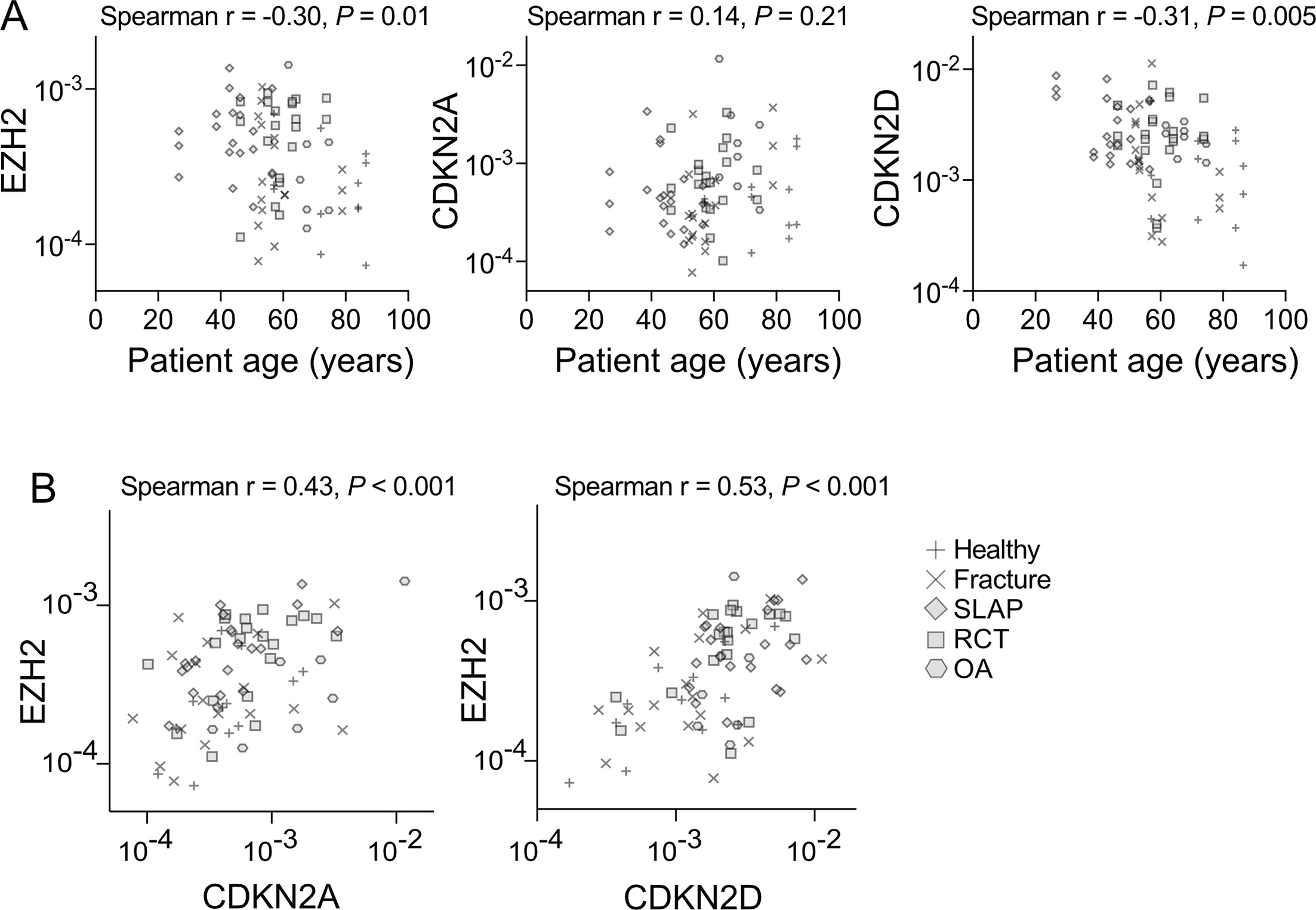 Fig. 4 
            a) Gene expression in native tendon biopsies in correlation to patient age and b) correlation of Enhancer of Zeste 2 (EZH2) to CDKN2A and CDKN2D gene expression. Spearman’s test with corresponding p-value is indicated in each graph. OA, osteoarthritis; RCT, rotator cuff tear; SLAP, superior labrum anterior to posterior tear.
          