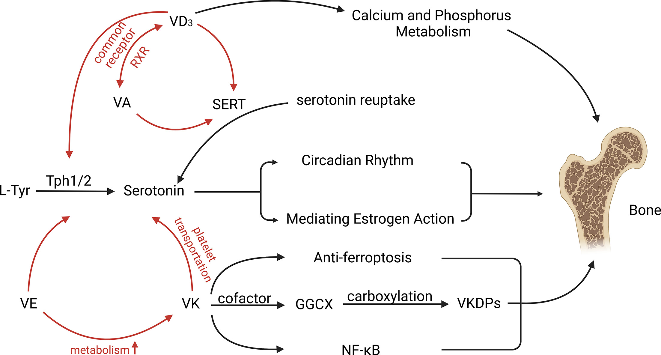 Fig. 5 
            Effects of serotonin and fat-soluble vitamins on the pathogenesis of osteoporosis. Interactive communication between serotonin and fat-soluble vitamins (vitamin A, vitamin D3, vitamin E, and vitamin K) is critical for bone health. Red arrows represent interactions between serotonin and fat-soluble vitamins. Serotonin, vitamin K, and vitamin D3 exert the major function to regulate bone metabolism. Serotonin modulates bone status through circadian rhythm and mediating oestrogen actions. Vitamin K is involved in bone remodelling via three pathways: anti-ferroptosis effects, nuclear factor kappa B (NF-κB) pathway, and participating carboxylation of vitamin K-dependent proteins (VKDPs). Vitamin D3 could regulate calcium and phosphorus metabolism to affect bone health. Vitamin A and vitamin E have indirect roles in bone remodelling via regulating the effects of serotonin, vitamin D3, or vitamin K. GGCX, gamma-glutamyl carboxylase; RXR, retinoid X receptor; SERT, serotonin reuptake transporter.
          