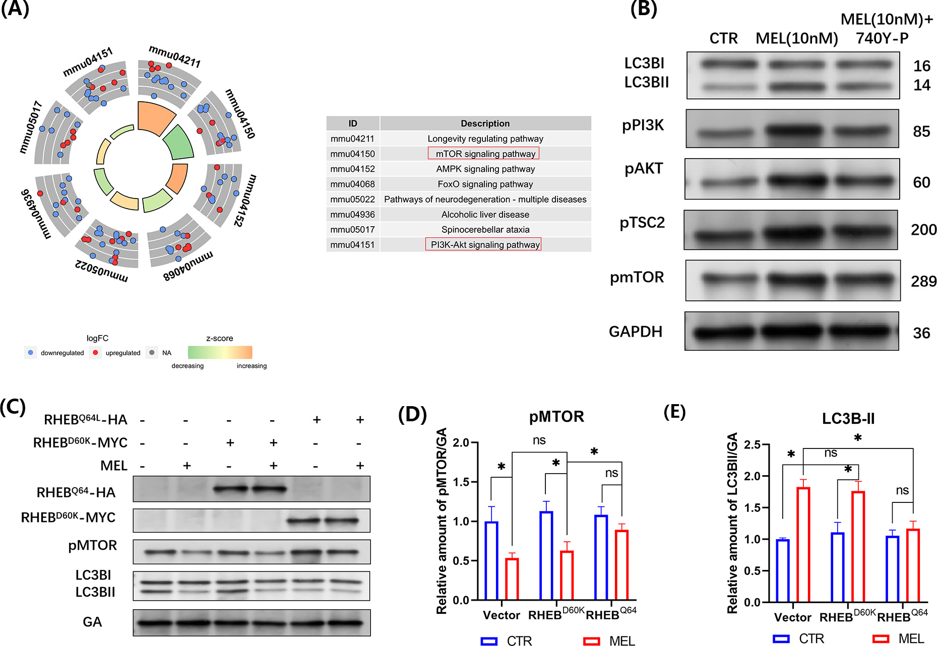 Fig. 4 
            
              PI3K-AKT-MTOR signalling is involved with melatonin (MEL) triggered autophagy in aged bone marrow-derived mesenchymal stem cells (BMMSCs). a) Top 10 Kyoto Encyclopedia of Genes and Genomes (KEGG) terms were analyzed, and the genes had a high enrichment in the MTOR pathway and PI3K-AKT pathway. b) Western blot analysis showed total and phosphorylation levels of microtubule-associated protein 1A/1B-light chain 3 beta (LC3B), PI3K-AKT, Tuberous Sclerosis Complex 2 (TSC-2), and MTOR in cells treated with MEL or MEL + PI3K pathway activator 740-YP. c) to e) BMMSCs were first treated with MEL or PBS for 24 hrs, then transfected with vectors expressing constitutively active (Q64L) or inactive (D60K) ras homolog enriched in brain (RHEB) mutants for 24 hrs. c) BMMSC extracts were analyzed by western blotting. Protein levels of d) pMTOR and e) LC3B-II were detected as indicated. *p < 0.05, significant differences between each indicated group analyzed using one-way analysis of variance (ANOVA) or Tukey’s post-hoc test. AMPK, adenosine 5‘-monophosphate-activated protein kinase; CTR, control group; FoxO, Forkhead box O; GAPDH, glyceraldehyde-3-phosphate dehydrogenase; mTOR, mechanistic target of rapamycin; ns, not significant; PI3K-AKT, phosphatidylinositol 3 kinase-RAC-α serine/threonine-protein kinase.
          