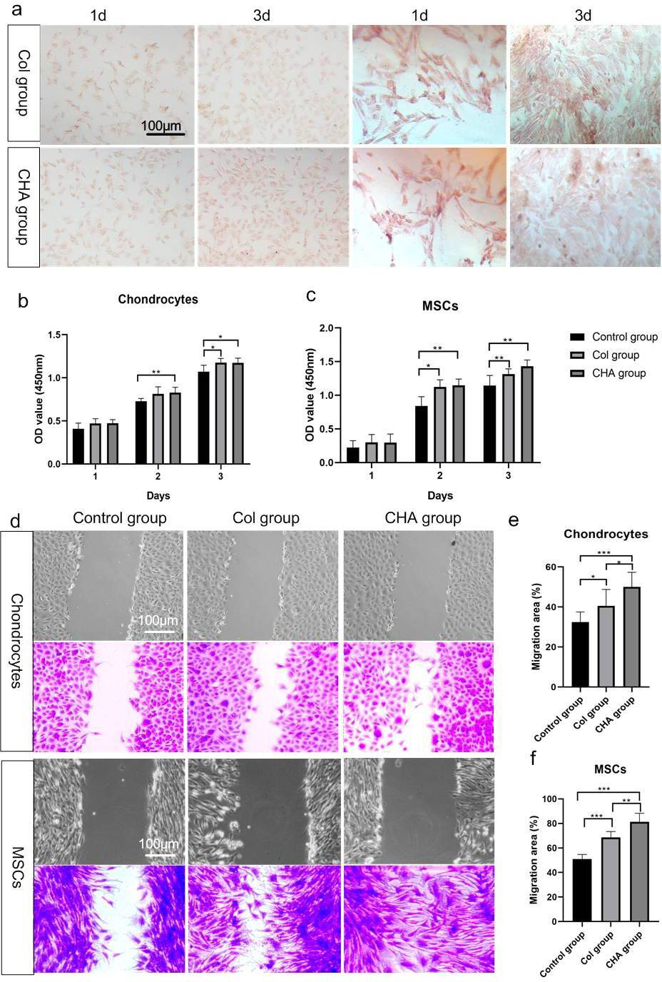 Fig. 3 
            Biocompatibility of collagen (Col) nano-hydroxyapatite (CHA) scaffolds. a) Neutral red staining of bone marrow mesenchymal stem cells (BMSCs) and chondrocytes in the medium containing collagen scaffolds or CHA scaffold. b) and c) Cell Counting Kit-8 (CCK-8) assay was used to test the effect of collagen scaffold and CHA scaffold on cell proliferation, containing chondrocytes and BMSCs. d) Observation of cell migration in the collagen scaffold and CHA scaffold medium. e) and f) Quantification of migration area rate on BMSCs and chondrocytes cultured in the medium containing collagen scaffold or CHA scaffold. OD, optical density.
          