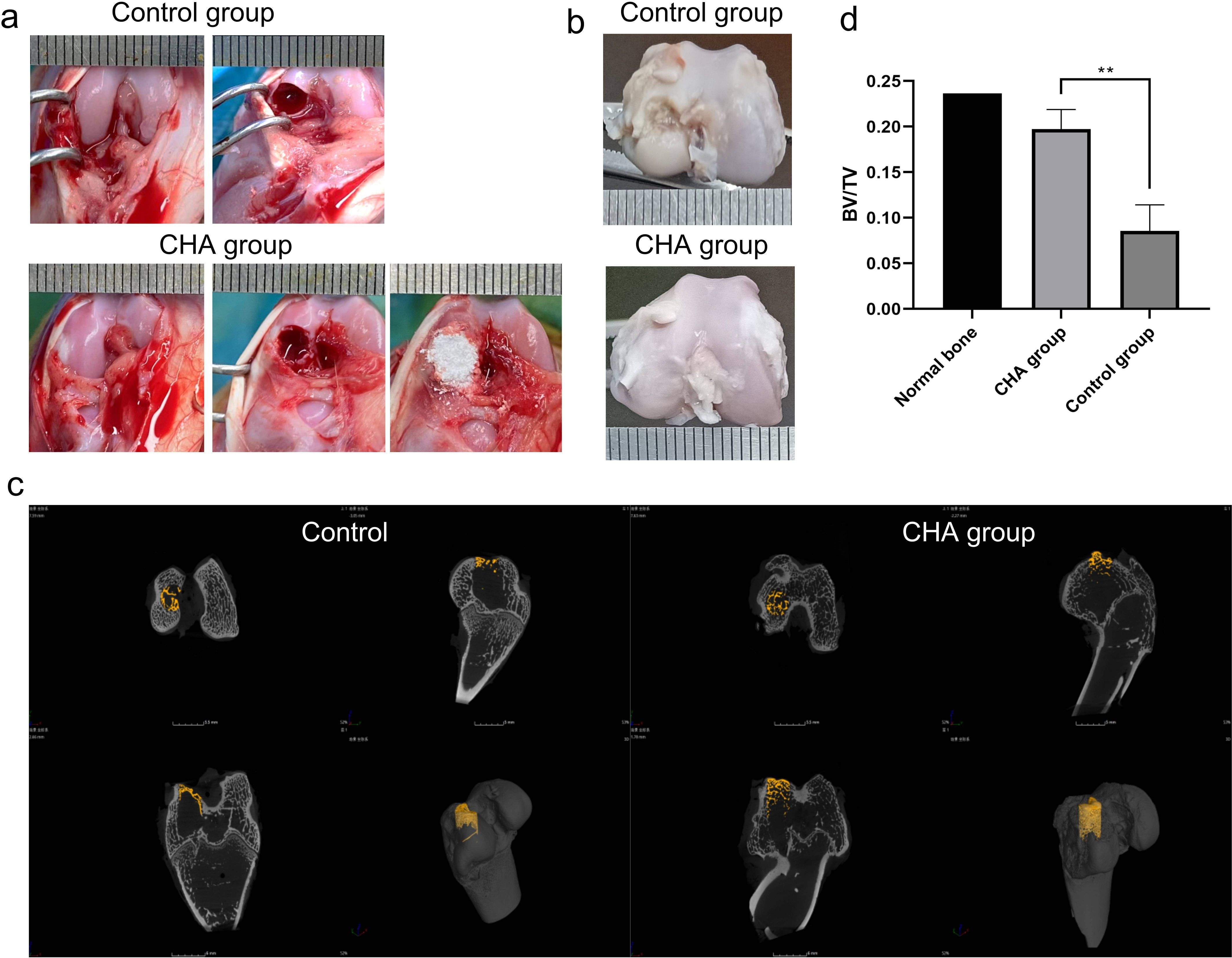 Fig. 4 
            Evaluation of collagen nano-hydroxyapatite (CHA) scaffold on chondral injury. a) Model of knee joint cartilage defect. b) Gross observation of the repaired cartilage tissues two months postoperatively. c) Micro-CT of new regenerated bone. d) Quantification of bone volume/total volume (BV/TV).
          