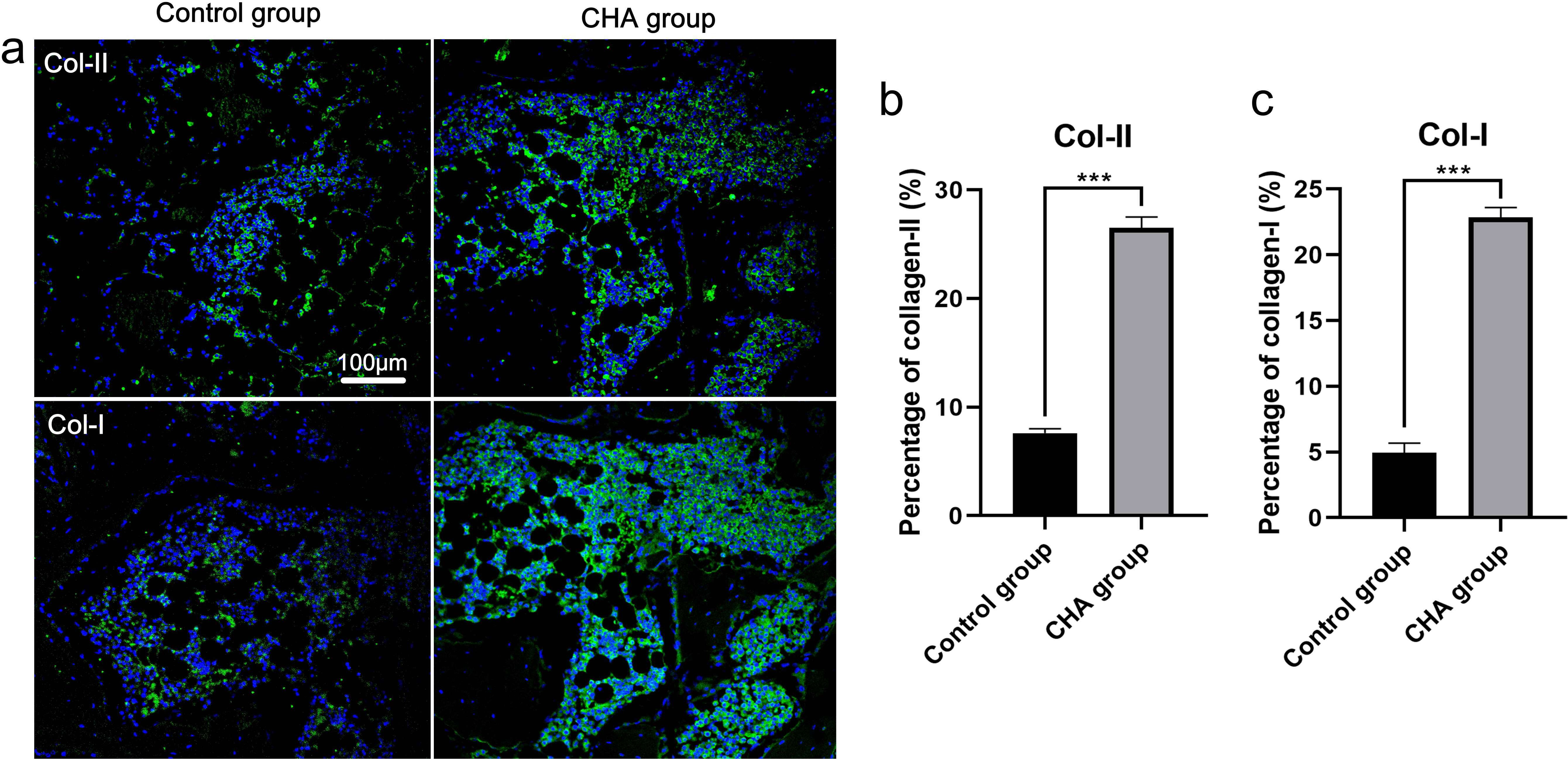 Fig. 6 
            Histological staining of bone tissues. a) Immunofluorescence staining of new bone tissue with collagen II and collagen I. Quantitative analysis of b) collagen II and c) collagen I positive area. CHA, collagen-nanohydroxyapatite scaffold.
          