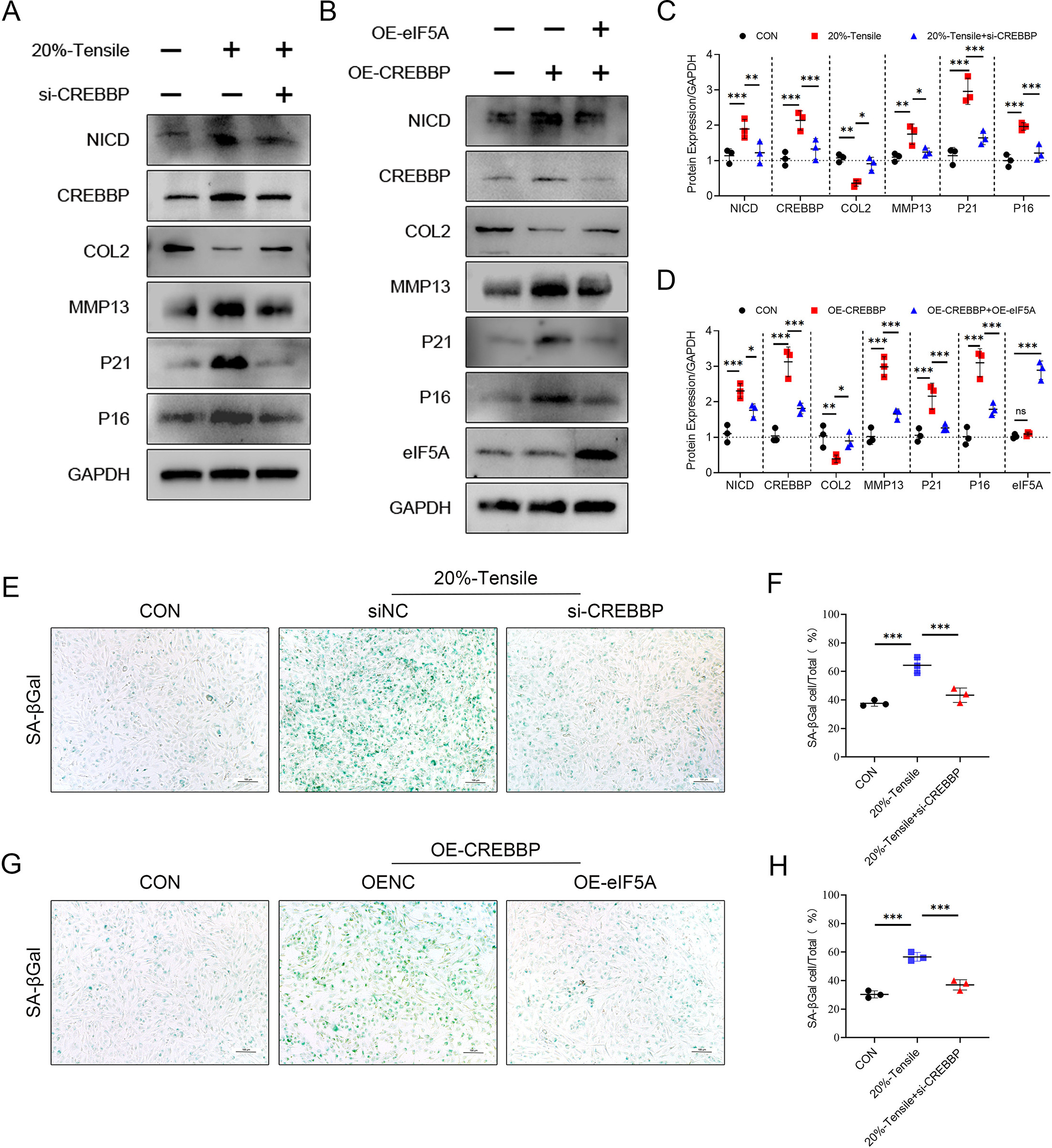 Fig. 6 
            Eukaryotic translation initiation factor 5A (eIF5A) delays osteoarthritis (OA) through inhibiting cyclic-adenosine monophosphate (AMP) response element binding protein (CREB)-binding protein (CREBBP) expression. a) Western blot (WB) analysis of Notch intracellular domain (NICD), CREBBP, type II collagen (COL2), matrix metalloproteinase (MMP13), P21, and P16 in primary mouse chondrocytes treated with or without si-CREBBP at 20% cyclic tensile strain. Glyceraldehyde-3-phosphate dehydrogenase (GAPDH) was used as the loading control. b) The WB analysis of NICD, CREBBP, COL2, MMP13, P21, P16, and eIF5A in mouse primary chondrocytes treated with or without OE-eIF5A after OE-CREBBP. GAPDH was used as the loading control. c) and d) Quantification of the expression of each indicator in Fig. 6a and 6b; n = 3 per group. e) and f) Senescence-associated β-galactosidase (SA-βGal) staining of primary mouse chondrocytes treated with or without si-CREBBP at 20% elongation strain loading and corresponding quantification plots; n = 3 per group. g) and h) SA-βGal staining of primary mouse chondrocytes treated with or without OE-eIF5A after OE-CREBBP and corresponding quantification plots; n = 3 per group. One-way analysis of variance was used for statistical analyses (*p < 0.05, **p < 0.01, ***p < 0.001). CON, control; ns, not significant.
          