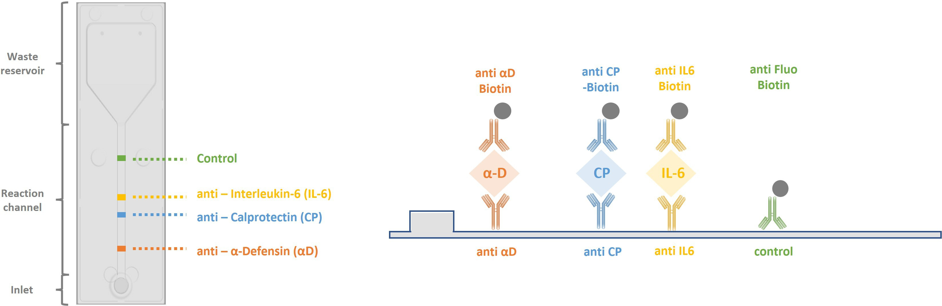 Fig. 2 
            Left panel: Layout of capture antibodies immobilized on the multiplex microfluidic test chip for the respective biomarke. Sample and reagents enter through the chip inlet, pass through a channel with capture antibodies, and exit into the waste reservoir. Right panel: side view showing the sandwich assay setup for each biomarker: immobilized antibodies captured the biomarker, biotinylated detection antibodies bind, and streptavidin-horseradish peroxidase (HRP) interaction enables chemiluminescence detection. A biotinylated control antibody checks the assay’s workflow. α-D, alpha-defensin; CP, calprotecin; Fluo, fluorescein; IL-6, interleukin 6.
          