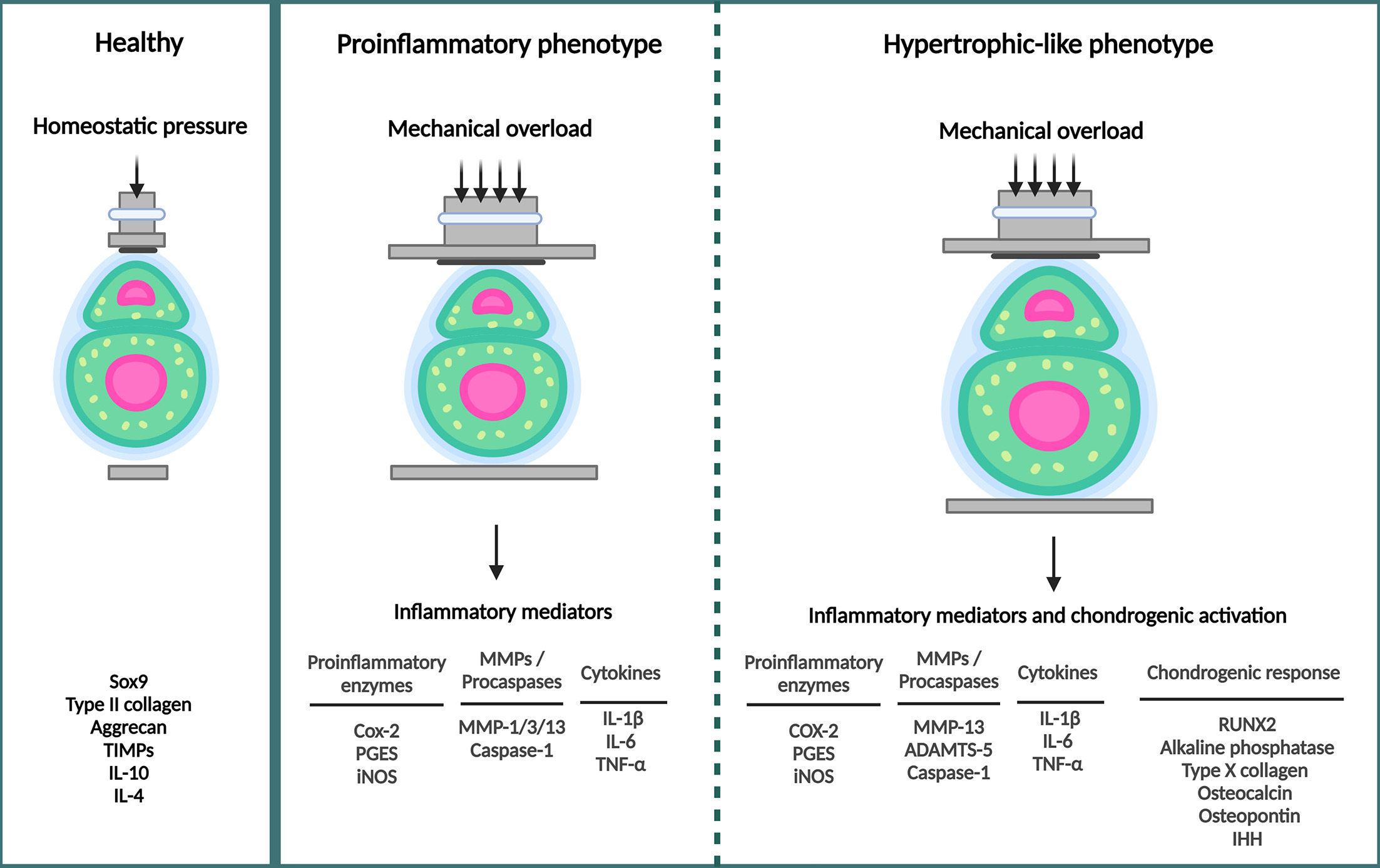 Fig. 2 
          Chronic mechanical overload induces chondrocyte phenotype transformation. Physiological load induces an anti-inflammatory response in chondrocytes, mediated by the synthesis of cytokines such as interleukin (IL)-10 or IL-4. In contrast, mechanical overload triggers an inflammatory response through the activation of innate immune mechanisms, which induces the synthesis and release of pro-inflammatory and catabolic mediators including procaspases, metalloproteases, and chondrogenic mediators. The persistence of the innate immune response activation generates a pro-anabolic response characterized by the recapitulation of expression patterns of hypertrophic chondrocytes in the growth plate, which fails to repair the tissue and results in a dysfunctional cartilage. ADAMTS-5, a disintegrin and metalloproteinase with thrombospondin motifs 5; COX-2, cyclooxygenase-2; IHH, Indian hedgehog; IL, interleukin; MMP, matrix metalloproteinases; TNF, tumour necrosis factor; TIMP, tissue inhibitor of metalloproteinase. Created with BioRender.com.
        