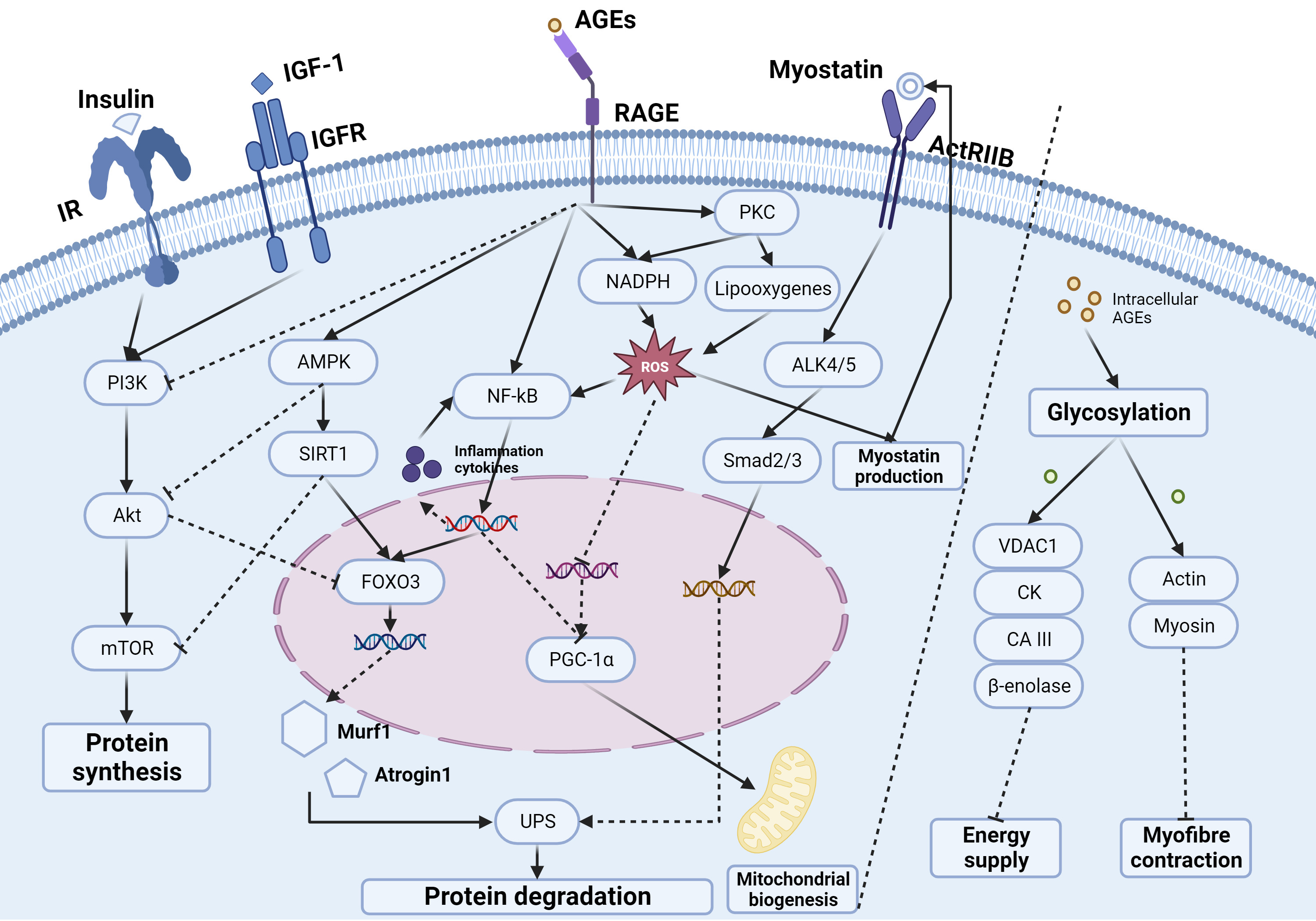 Fig. 2 
            Molecular mechanisms of advanced glycation end-products (AGEs) leading to skeletal muscle atrophy. Arrows (→) indicate activation and stub lines (T) indicate inhibition. ActRⅡB, type 2 activin receptor; Akt, serine/threonine kinase; ALK4/5, activin receptor-like kinase 4/5; AMPK, adenosine 5‘-monophosphate; CAⅢ, carbonic anhydrase III; CK, creatine kinase; FOXO3, fork head box O3; IGF-1, insulin-like growth factor-1; IGFR, receptor for IGF-1; IR, receptor for insulin; mTOR, mammalian target of rapamycin; Murf1, muscle RING finger-1; NADPH, nicotinamide adenine dinucleotide phosphate; NF-kB, nuclear factor-κB; PGC-1α, peroxisome proliferator-activated receptor-γ coactivator-1α; PI3K, phosphoinositide 3-kinase; PKC, protein kinase C; RAGE, receptor for AGEs; ROS, reactive oxygen species; Smad2/3, mothers against decapentaplegic 2/3; SIRT1, sirtuin1; UPS, ubiquitin-proteasome system; VDAC1, voltage-dependent anion selective channel 1. Created with BioRender.com, with permission.
          