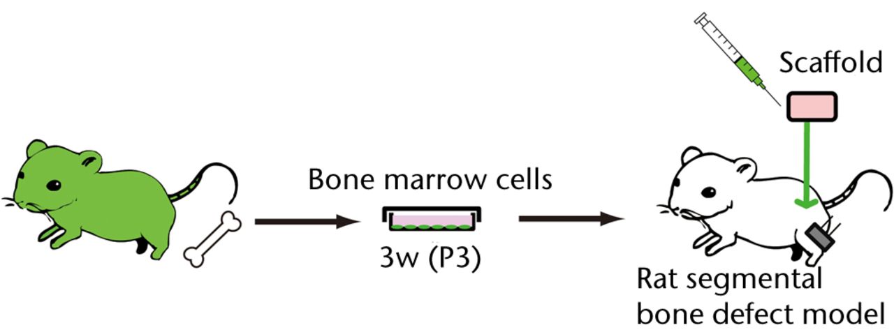 Figs. 1a - 1b 
            
              Figure 1a – Schematic diagrams
of the experimental procedure of a rat segmental bone defect model.
BM cells harvested from GFP-Tg rat were cultured in a medium for
osteoblastic differentiation (OS medium) for three weeks. Three
passaged (P3) 5 x 106 cells were embedded in a collagen
sponge and transplanted into bone defect rats. Figure 1b – The experimental
procedure for intravenous infusion of osteoblast-like cells into
the healthy SD rats. BM cells harvested from GFP-Tg rat were cultured
in an OS medium for three weeks. Three passaged (P3) 5 x 106 cells
were systemically infused into the SD rats via femoral vein.
          