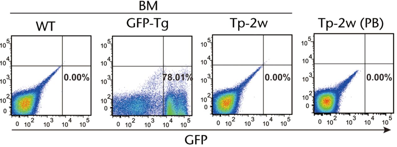 Figs. 3a - 3b 
          
            Figure 3a – Representative flow
cytometric plots showing bone marrow (BM) from the wild-type (WT)
rats and GFP-Tg rats (GFP-Tg), and BM and peripheral blood (PB)
from bone defect rats that were transplanted with osteoblast-like
cells after two weeks of transplantation (Tp-2w). Numbers shown
in the figure indicate the frequency of GFP-positive cells. Figure
3b – Graph showing percentage of GFP-positive cells in BM, PB, lung,
liver, spleen and brain at one and two weeks after transplantation.
WT rat was used as a negative control, whereas BM of GFP-Tg rat
was used as a positive control (n = 3 or 4 each). Horizontal lines
represent means.
        