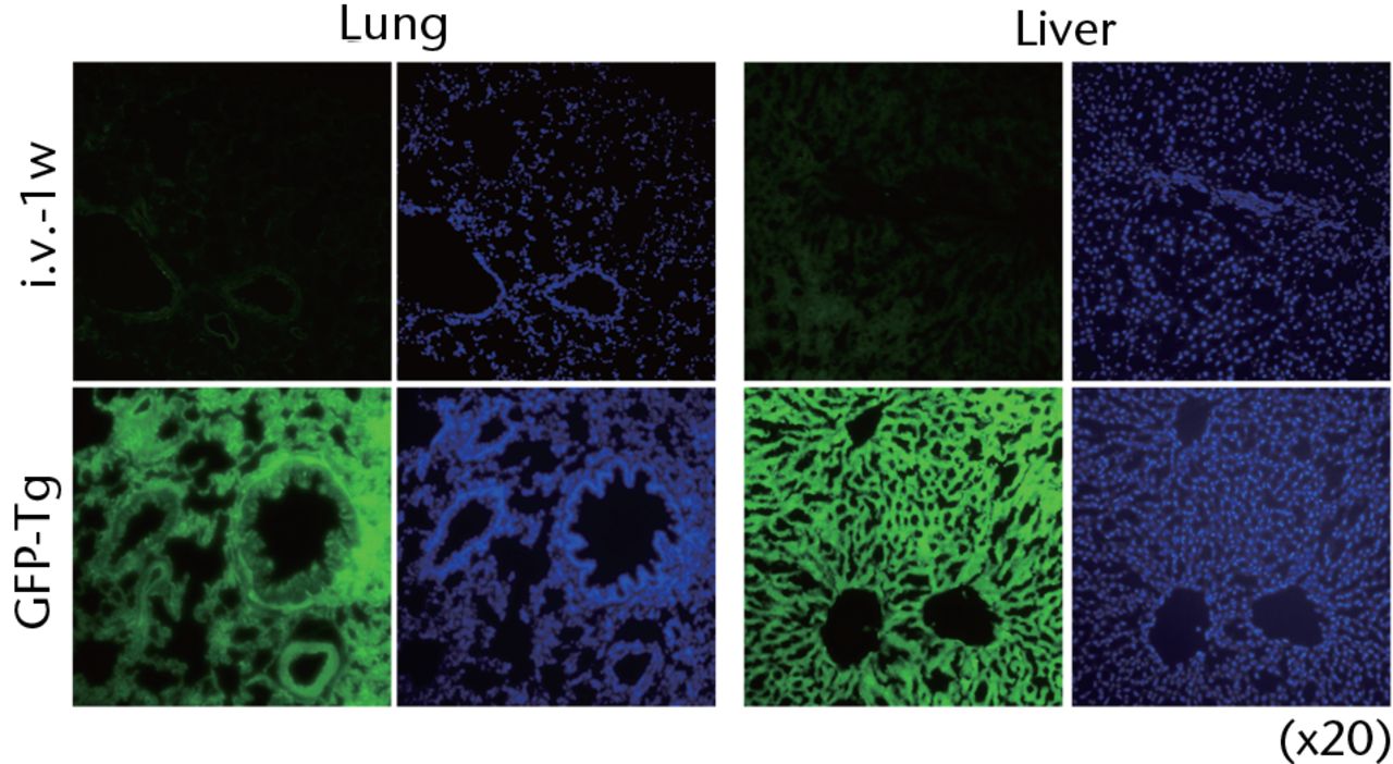 Fig. 4 
          Representative macroscopic images of
the GFP expression in the lung (left) and liver (right) from the
recipient rats at one week after intravenous infusion (i.v.-1w)
of GFP-positive cells (upper panel), and from the GFP-Tg rats as
a positive control (lower panel). Nuclei were stained with DAPI.
        