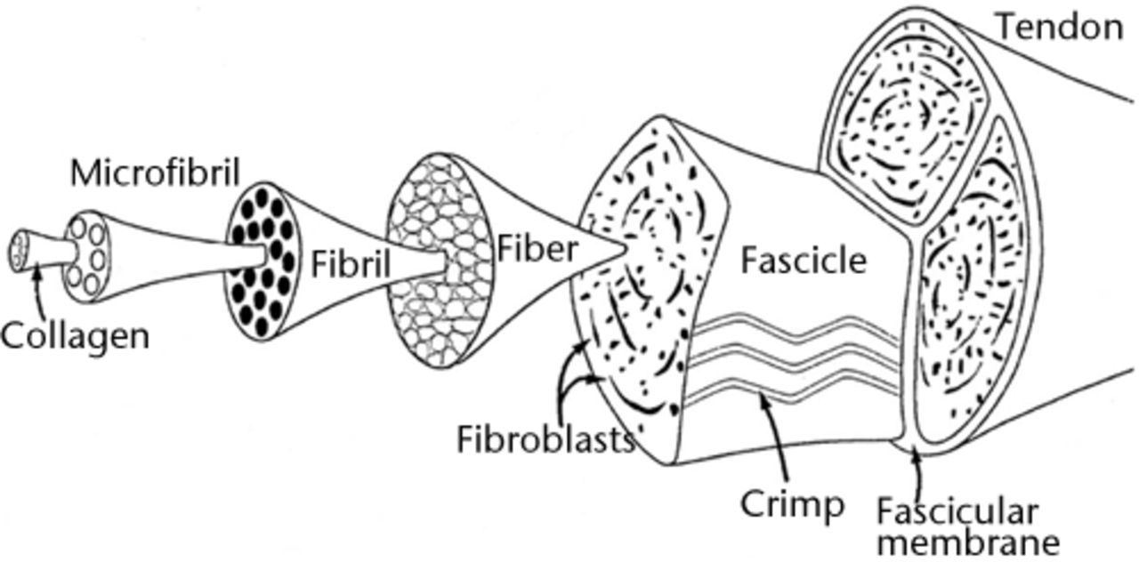 Fig. 1 
          Schematic representation of the
hierarchical structure of a tendon. Reprinted from Killian ML, Cavinatto
L, Galatz LM, Thomopoulos S. The role of mechanobiology in tendon
healing. J Shoulder Elbow Surg 2012;21:228-2375 with permission
from Elsevier.
        