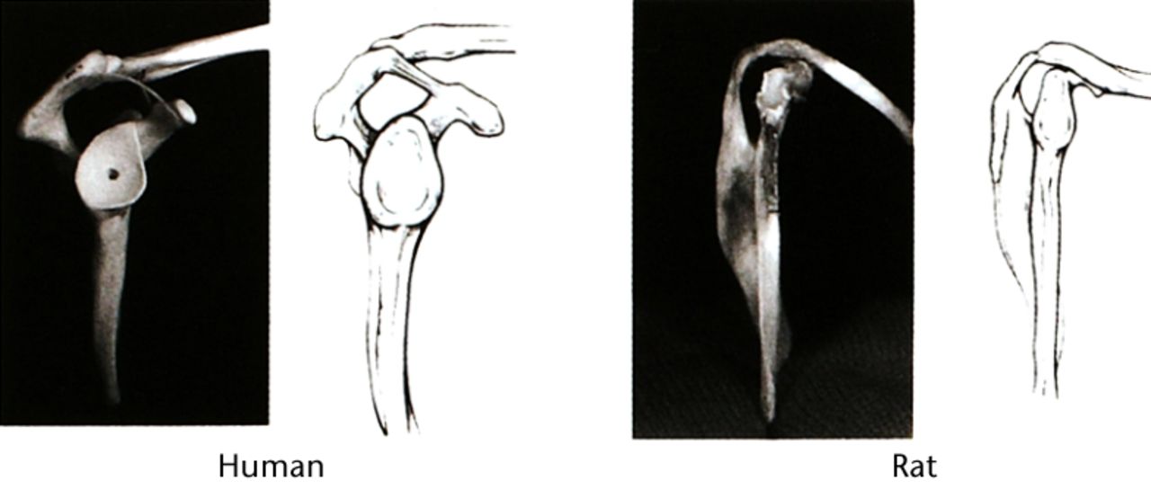 Fig. 2 
          Photographs and schematic representations
showing the similiarities of human and rat shoulders from a lateral
view. In both anatomies, the supraspinatus tendon passes through
the enclosed arch of the acromion. Reprinted from Soslowsky LJ,
Carpenter JE, DeBano CM, Banerji I, Moalli MR. Development and use
of an animal model for investigations on rotator cuff disease. J Shoulder
Elbow Surg 1996;5:383-9222 with
permission from Elsevier.
        