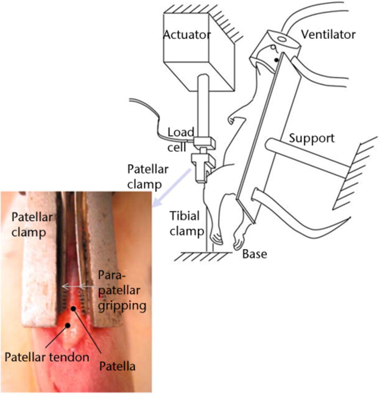 Fig. 5 
          Image demonstrating the experimental
set-up for in vivo fatigue testing of the patellar
tendon. This allowed in vivo tendon loading without
interfering with the movement of the tendon. Reprinted from Fung
DT, Wang VM, Andarawis-Puri N, et al. Early response to tendon fatigue
damage accumulation in a novel in vivo model. J Biomech 2010;43:274-9117 with permission
from Elsevier.
        