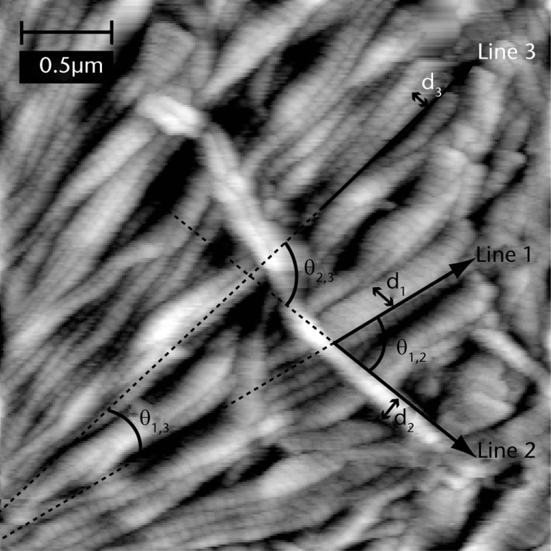 Fig. 1 
            Representative AFM image of supraspinatus
control tendon annotated to illustrate measurement of the diameters
of (d1, d2 and d3) and the angles between (θ1,2, θ2,3 and θ1,3)
three fibrils. Similar measurements were performed for 10 fibrils
in each image.
          