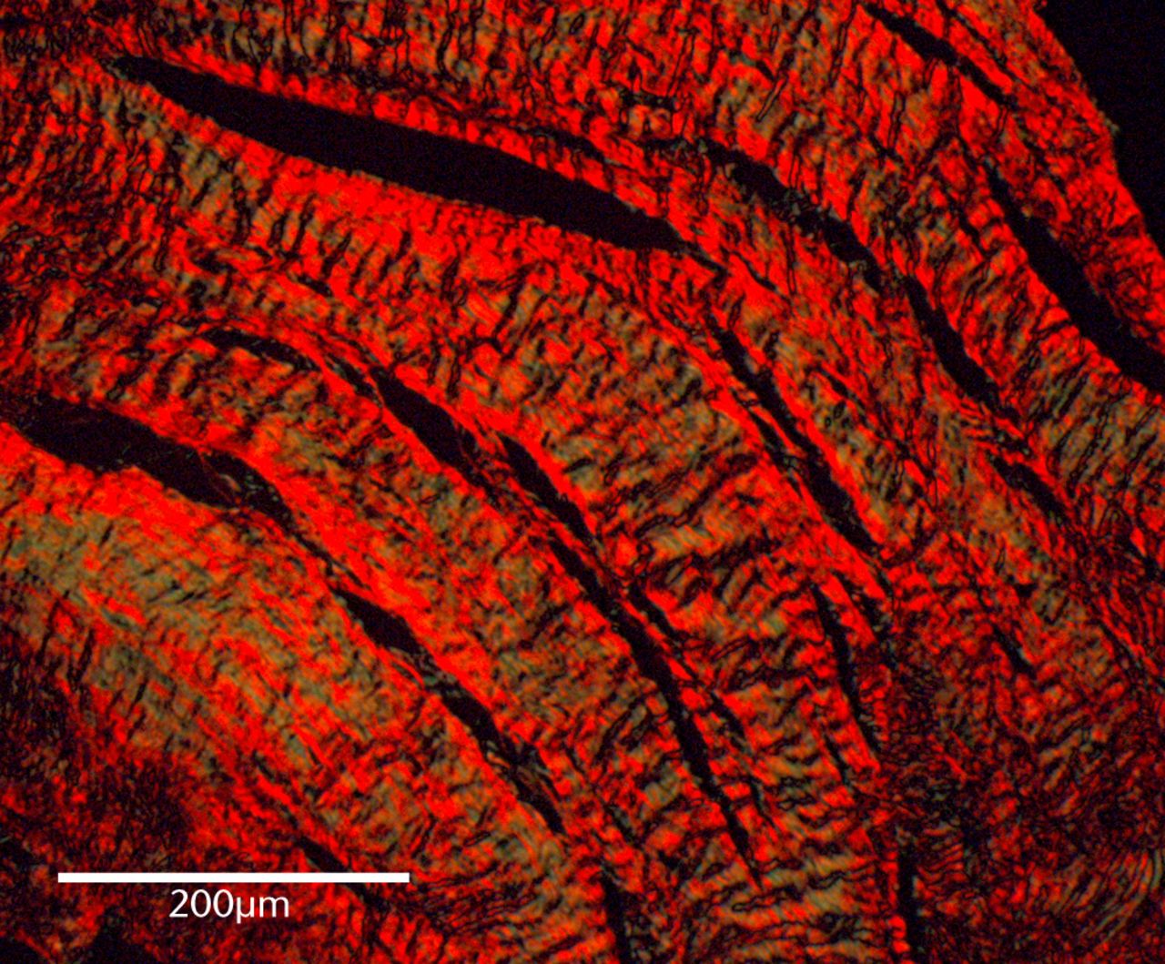 Fig. 2 
            Representative polarised light microscopy
image of a picrosirius-stained supraspinatus control tendon.
          