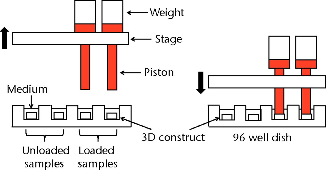 Figs. 1a - 1e 
            Figure 1a – 3D cell–scaffold
constructs made using collagen scaffolds (AtelloCell, MIGHTY); b)
monitor and controller; c) Cyclic load stimulater (CLS-5J-Z, Technoview,
Osaka, Japan) in the incubator; d) Schematic representation of the
cyclic load stimulator, cyclic-loaded samples, and unloaded samples;
e) Experimental protocol for cyclic compressive loading on 3D constructs.
          