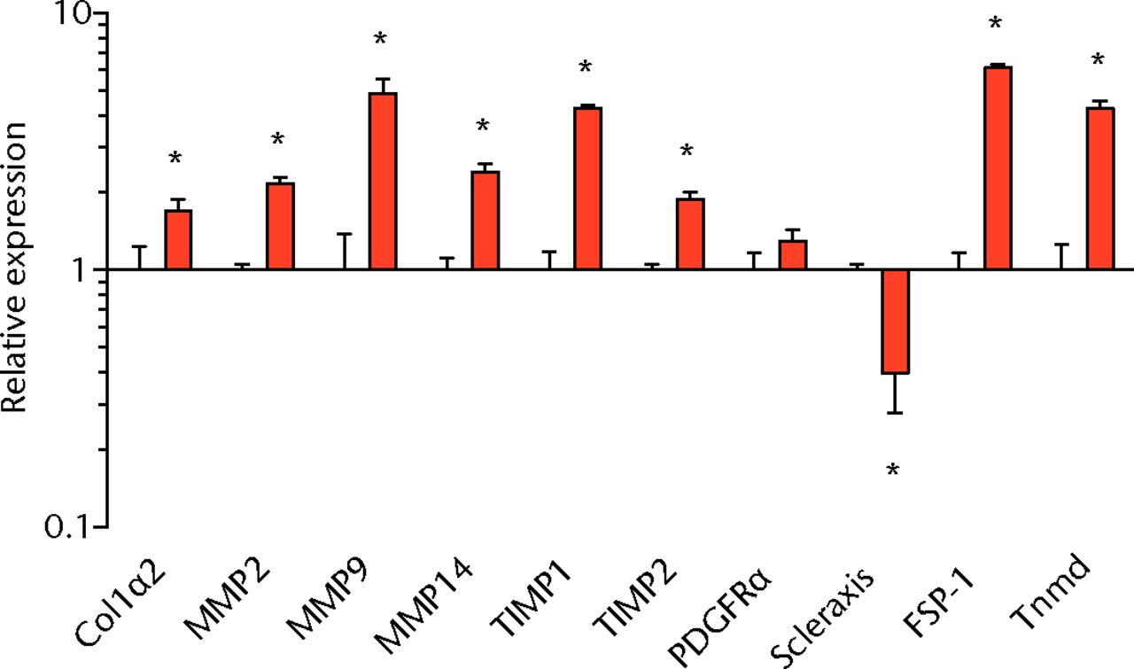 Figs. 3a - 3f 
          Graphs showing mRNA
expression. Expression of genes associated with a) adipogenesis,
b) lipid storage, c) extracellular matrix synthesis and fibrosis,
d) autophagy, e) inflammation and atrophy and f) macrophage and
fatty macrophage accumulation. Target gene expression was normalised
to ß-actin. Sham-operated control values are plotted on the left,
and torn muscles are plotted on the right and shown in orange. Values
are mean and sem. n = 5 muscles from each group. * significantly different
from sham-operated control group (p <
 0.05).
        