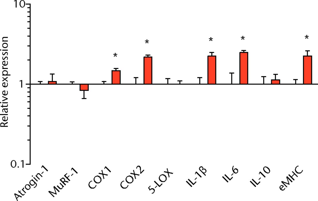 Figs. 3a - 3f 
          Graphs showing mRNA
expression. Expression of genes associated with a) adipogenesis,
b) lipid storage, c) extracellular matrix synthesis and fibrosis,
d) autophagy, e) inflammation and atrophy and f) macrophage and
fatty macrophage accumulation. Target gene expression was normalised
to ß-actin. Sham-operated control values are plotted on the left,
and torn muscles are plotted on the right and shown in orange. Values
are mean and sem. n = 5 muscles from each group. * significantly different
from sham-operated control group (p <
 0.05).
        