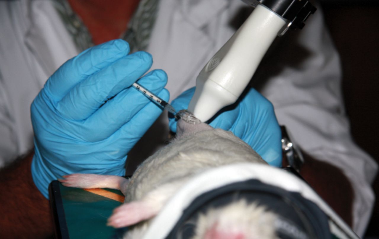 Fig. 1 
          Photograph of intra-articular injections
in the right knee of a guinea pig. Image shows the ultrasound transducer,
needle and knee during the injection. The right hand of the operator
held the syringe that was inserted in the joint, while the left
hand controlled the positioning of the limb of the guinea pig. The ultrasound
probe, clamped to an adjustable rail system (not shown), was oriented
in a craniolateral-caudomedial oblique direction.
        