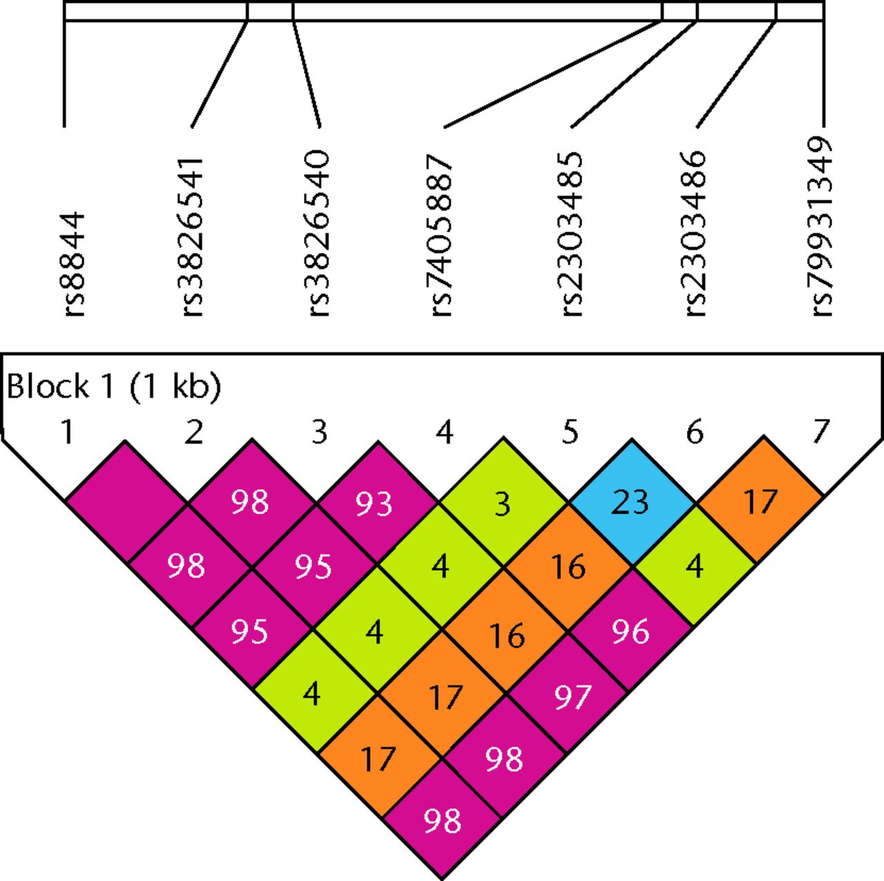 Fig. 1 
          LD plot of seven single nucleotide polymorphisms
(SNPs) in the 3’ UTR of HOXB9. r2values
that correspond to SNP pairs are expressed as percentages and shown
within the respective squares. Higher r2 values
are indicated in red. These five SNPs constitute a haplotype block
that spans the 3’ UTR of the HOXB9 gene.
        