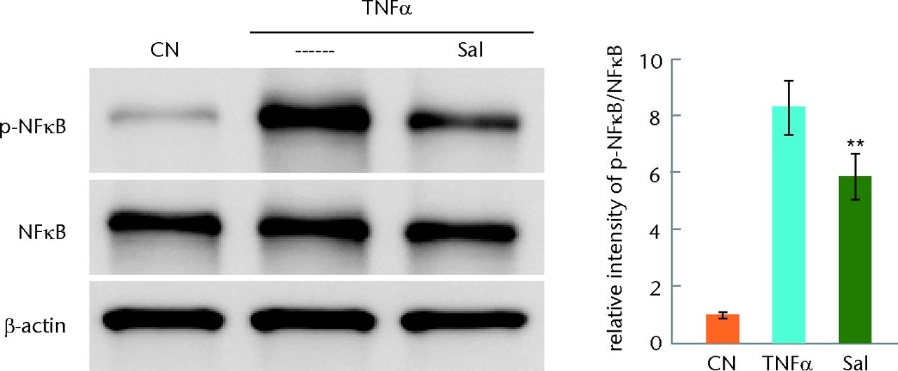 Figs. 1a - 1d 
            Graphs and staining
showing the response of human primary chondrocytes to tumour necrosis
factor alpha (TNFα) in the presence and absence of Salubrinal (Sal)
or Guanabenz (Gu), with a) activation of nuclear factor kappa B
(NFκB) by TNFα for 15 minutes and partial deactivation by Salubrinal,
b) matrix metalloproteinase (MMP)13 activity induced by TNFα and
suppressed by 5 µM Salubrinal, c) no detectable effect of Guanabenz
on the level of p-NFκB and d) no detectable change of MMP13 activity
by Guanabenz shown. CN, vehicle.
          