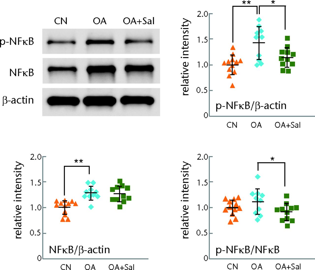 Figs. 5a - 5b 
            Graphs showing suppression of p-nuclear
factor kappa B (p-NFκB) p65 and activity of matrix metalloproteinase
13 (MMP13) by Salubrinal in a mouse model of osteoarthritis; (n
= 12 CN, sham control, 10 OA placebo, and 11 OA + Salubrinal (Sal)),
with a) attenuation of the level of p-NFκB p65 by Sal and b) suppression
of activity of MMP13 by Sal shown.
          