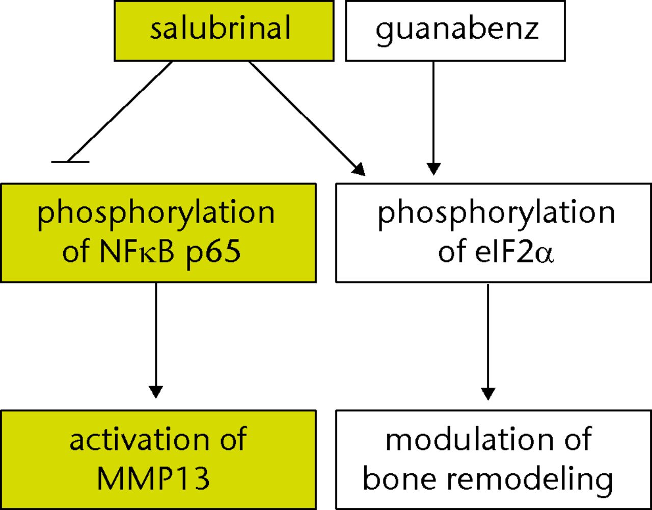 Fig. 9 
          Flow chart of the proposed signalling
pathway driven by Salubrinal in a mouse model of osteoarthritis.
NFκB, nuclear factor kappa B; MMP13, matrix metalloproteinase; eIF2α,
eukaryotic translation initiation factor 2α
        