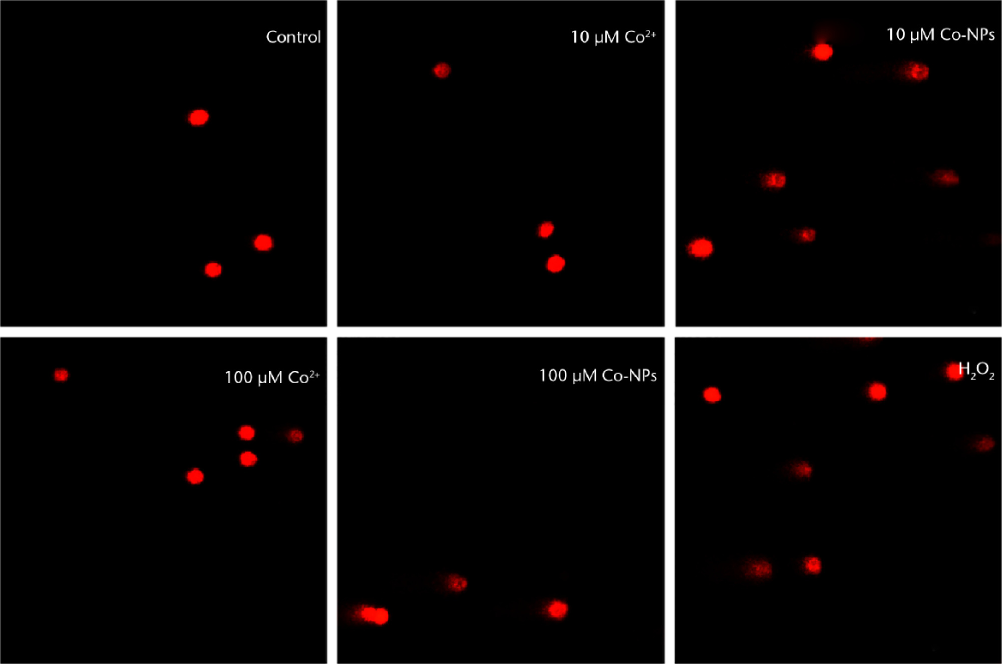 Fig. 7 
            DNA damage in BRL-3A after 24 hours of exposure to different concentrations of cobalt ions (Co2+) or cobalt nanoparticles (Co-NPs). 100 mM H2O2 was used as a positive control. Scale bar is 50 μm.
          