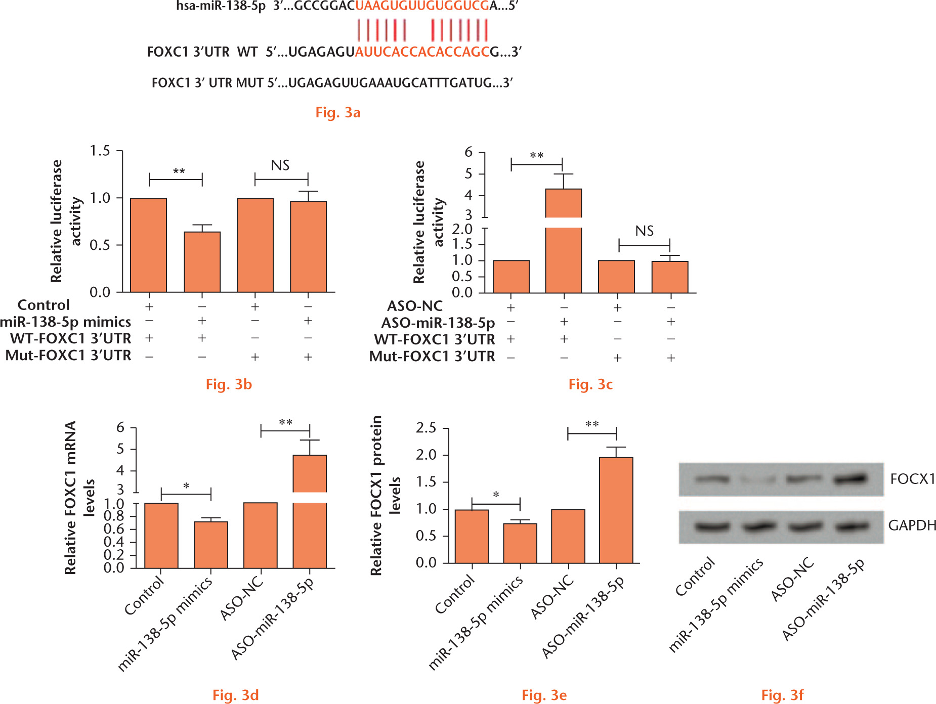  
            FOXC1 is a direct target of miR-138-5p and is negatively regulated by miR-138-5p. The cells in the control group were transfected with miR-138-5p mimics or ASO-miR-138-5p negative controls, and the cells in other groups were transfected with miR-138-5p mimics or ASO-miR-138-5p: a) software prediction of miR-138-5p potential binding sites on FOXC1 3’-UTR; b) relative luciferase activity in co-transfection of miR-138-5p mimics with WT or MUT-FOXC1 3’-UTR vectors; c) relative luciferase activity in co-transfection of ASO-miR-138-5p with WT or MUT-FOXC1 3’-UTR vectors; d) relative mRNA levels of FOXC1 after alteration of the expression of miR-138-5p; e) relative protein levels of FOXC1 after alteration of the expression of miR-138-5p; f) representative pictures of Western blot. (miR-138, microRNA-138; OA, osteoarthritis; FOXC1, Forkhead Box C1; UTR, untranslated regions; WT, wild type; MUT, mutant; ASO, allele-specific oligonucleotide; NC, negative control; NS, no significance.) *p < 0.05;**p < 0.01.
          
