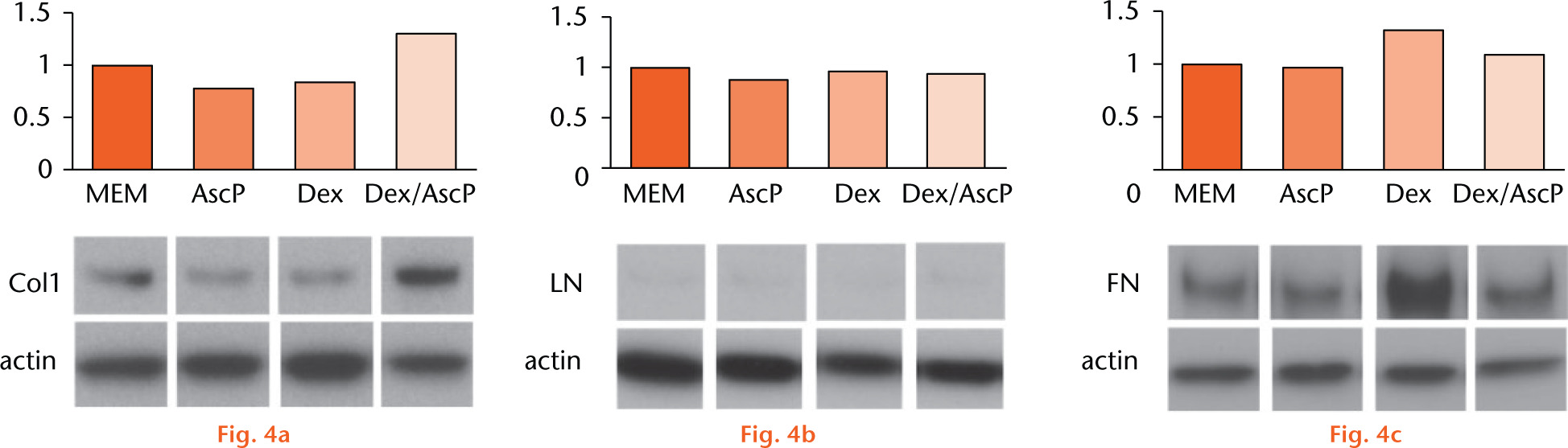  
          Western blots showing that the expression of collagen type I was increased in the Dex/AscP group. The expression ratio of minimal essential medium was defined as 1 unit in the bar figure (upper panel) (Col1, collagen type I; LN, laminin; FN; fibronectin).
        