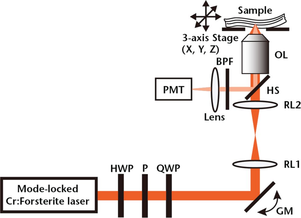 Fig. 1 
            Diagram showing the experimental setup of an inverted SHG microscope (HWP, half-wave plate; P, Polariser; QWP, quarter-wave plate; GM, galvanometer mirror; RL1 and RL2, relay lenses; HS, harmonic separator; OL, objective lens; BPF, optical band-bass filter; PMT, photon-counting photomultiplier).
          
