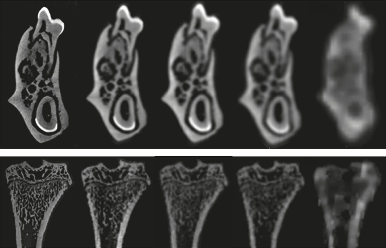 Fig. 3 
            Radiographs of the mandible (top) and tibia (bottom) from the same rat at all five scanning resolutions. The radiographs became less clear as the scanning resolution decreased. Scale bar = 1 mm.
          