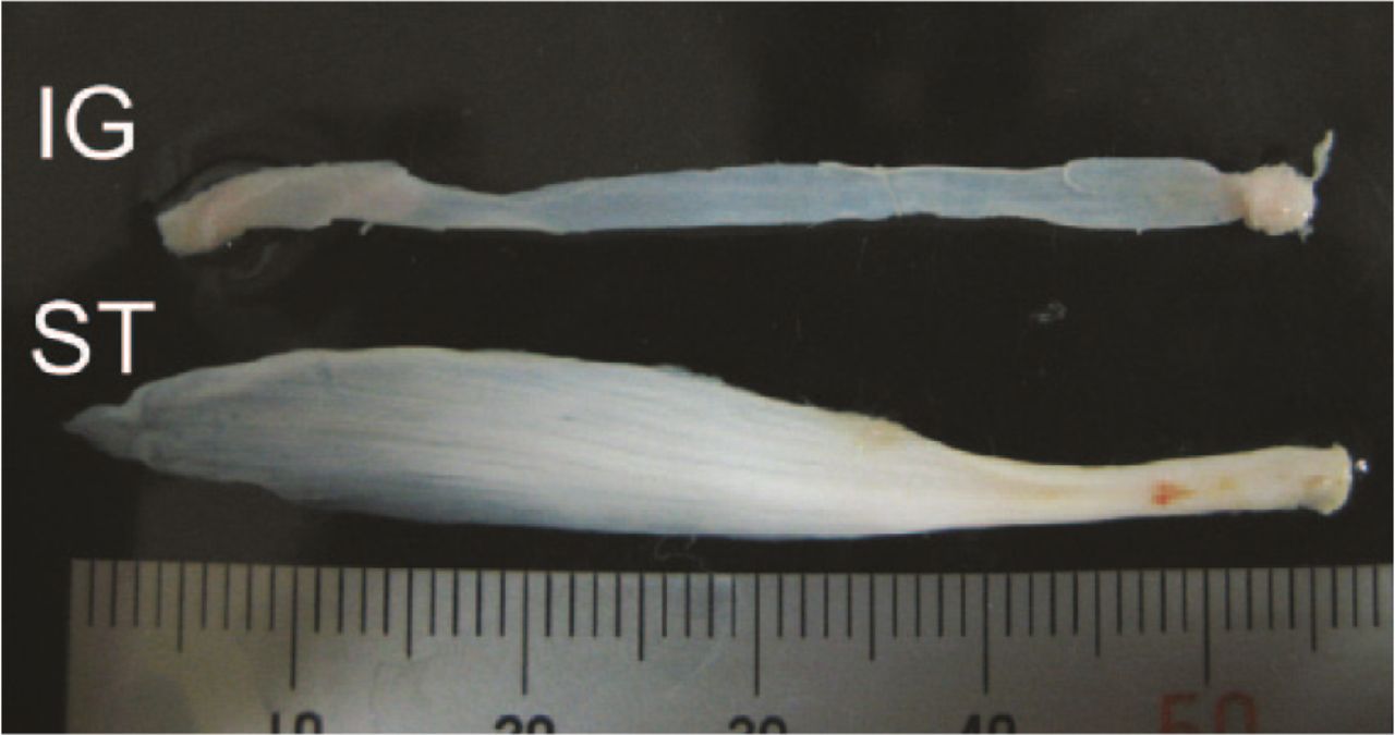 Fig. 1 
          Image of a harvested fascia lata to be used as the inducing graft (IG) and the harvested semitendinosus tendon (ST).
        