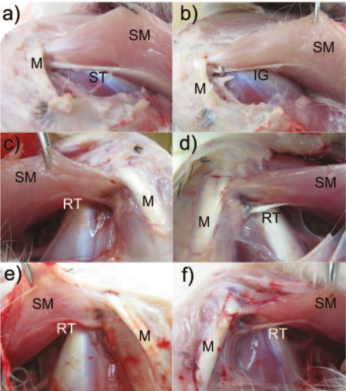 Fig. 3 
            Image of a) a normal semitendinosus tendon; b) inducing graft (IG) immediately after grafting; c) regenerated tissue on the control side at post-operative week 4; d) regenerated tissue on the IG side at post-operative week 4; e) regenerated tissue on the control side at post-operative week 8; and f) regenerated tissue on the IG side at post-operative week 8. (ST, semitendinosus tendon; SM, semimembranosus muscle; M, medial contralateral ligament; RT, regenerated tissue).
          