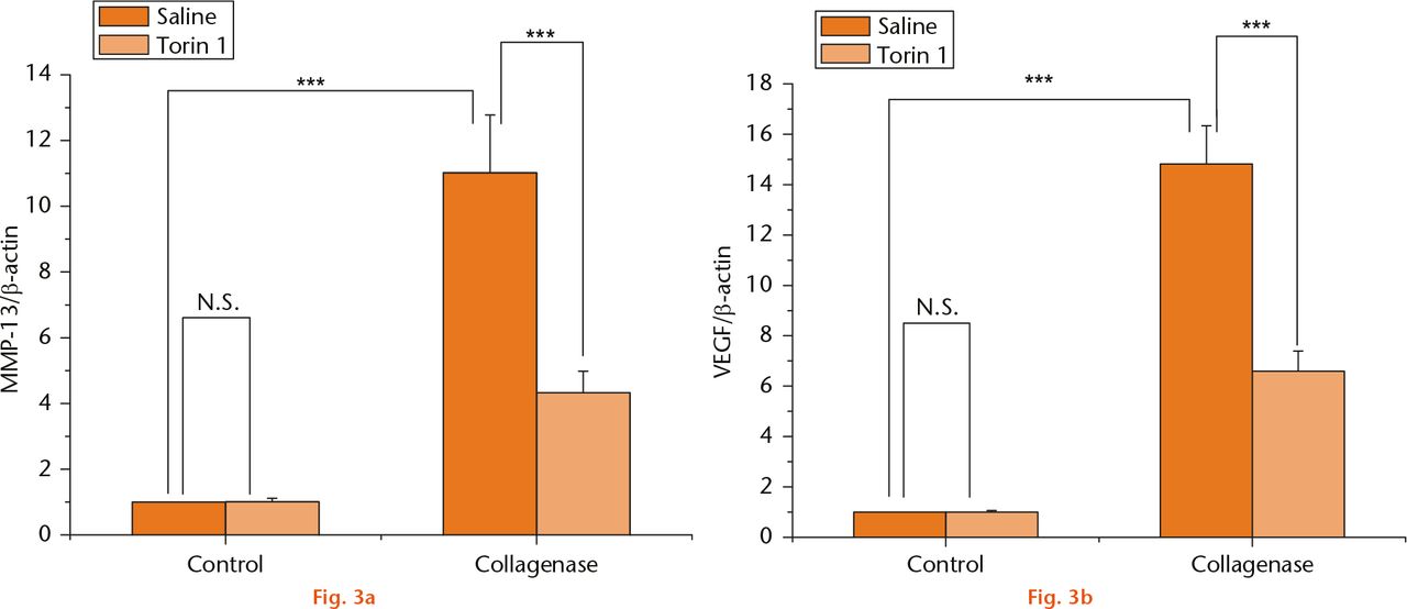  
            MMP-13 and VEGF expression (a) and (b): the mRNA expression of MMP-13 and VEGF revealed a significant increase in the saline-treated rabbits at eight weeks after collagenase injection compared with control knees. Torin 1 treatment decreased the expression of MMP-13 and VEGF when compared with saline-treated rabbits at eight-week time points post collagenase injection ***p < 0.001.
          
