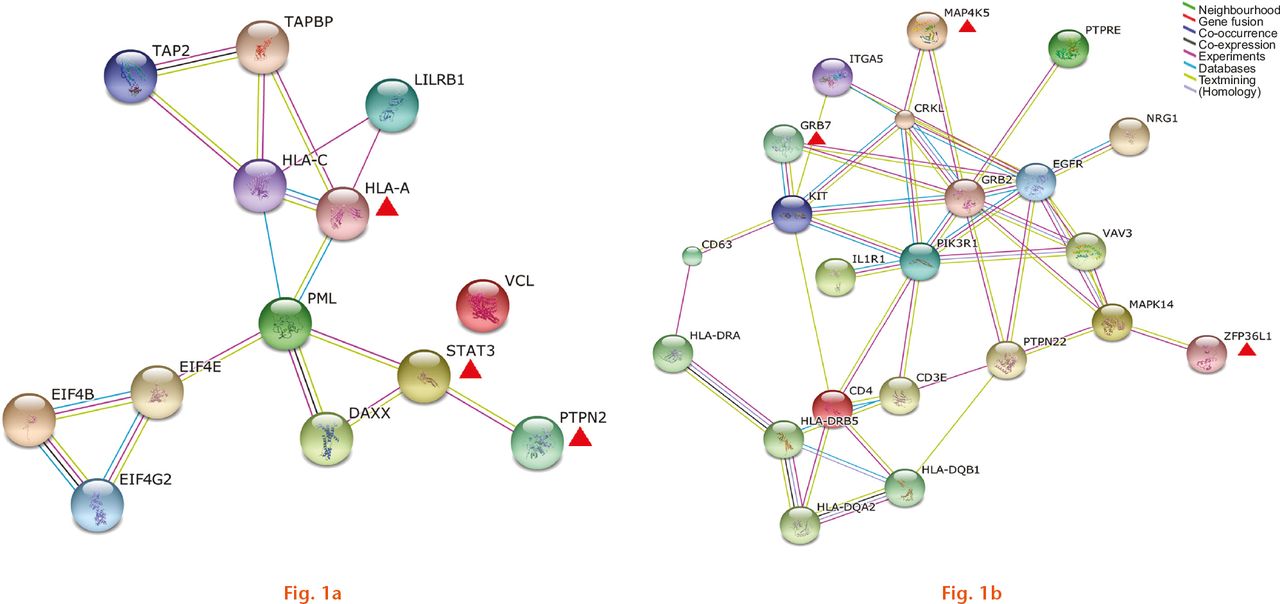  
          Images showing protein-association networks of gene modules identified for rheumatoid arthritis synovium (a) and peripheral blood mononuclear cells (b). The lines with different colours represent different types of association evidence. The red triangles denote the key genes of the top three significant gene modules.
        