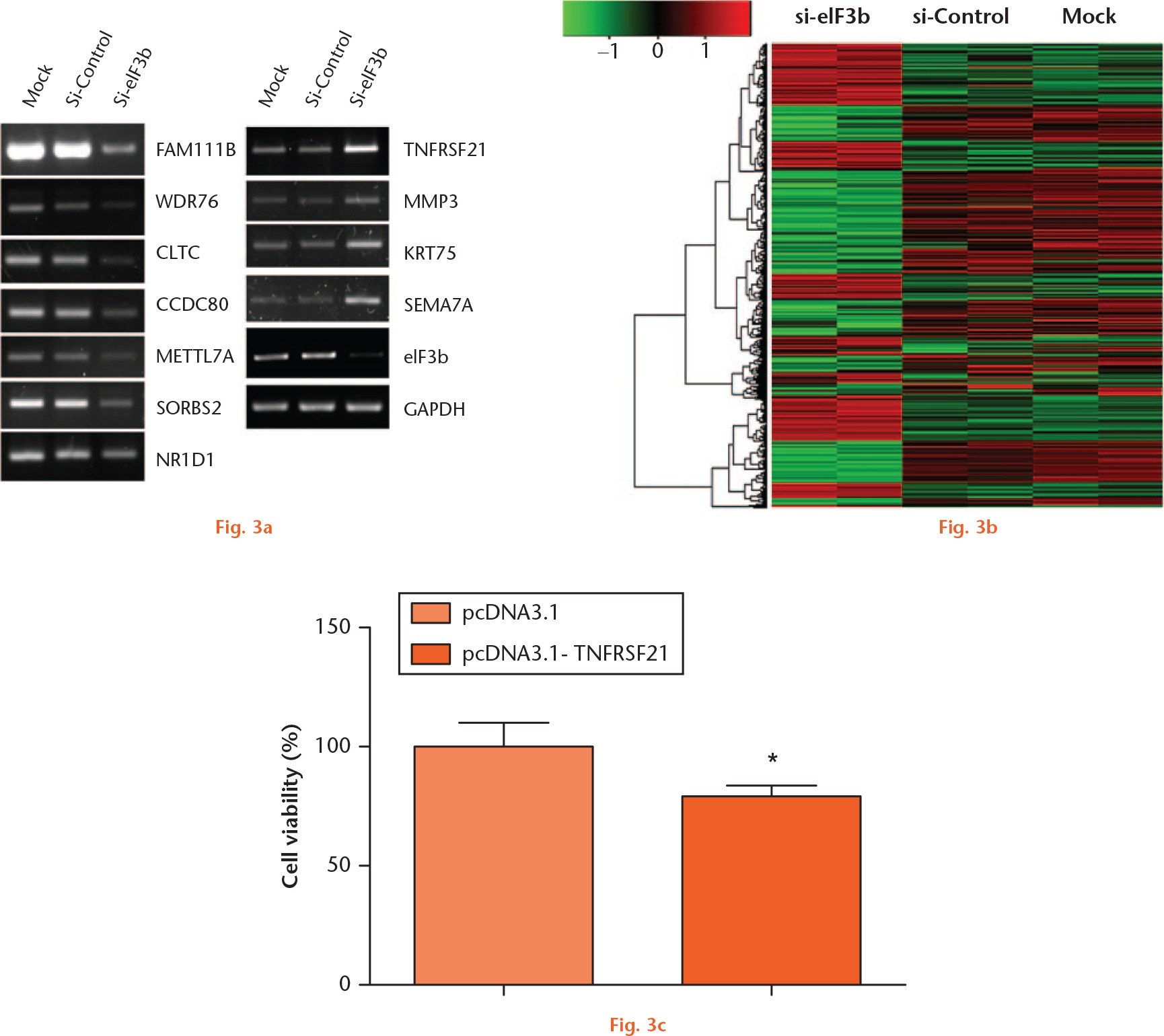  
            Gene expression profiling in U2OS cells in response to knockdown of eIF3b. a) Two days after transfection of eIF3b siRNA, RNA was isolated and subjected to microarray analysis (duplicates). b) The heat map of eIF3b siRNA-transfected U2OS cells demonstrated significantly up- and downregulated genes compared with control siRNA-transfected or untransfected cells. To validate gene expression profiles from the microarrays, semi-quantitative reverse transcription polymerase chain reaction was performed against the genes listed in Supplementary Table iv. c) U2OS cells were transfected with pcDNA3.1 or pcDNA3-TNFRSF21. Three days after transfection, cell viability was measured. (* p < 0.05 in two-tailed t-test).
          